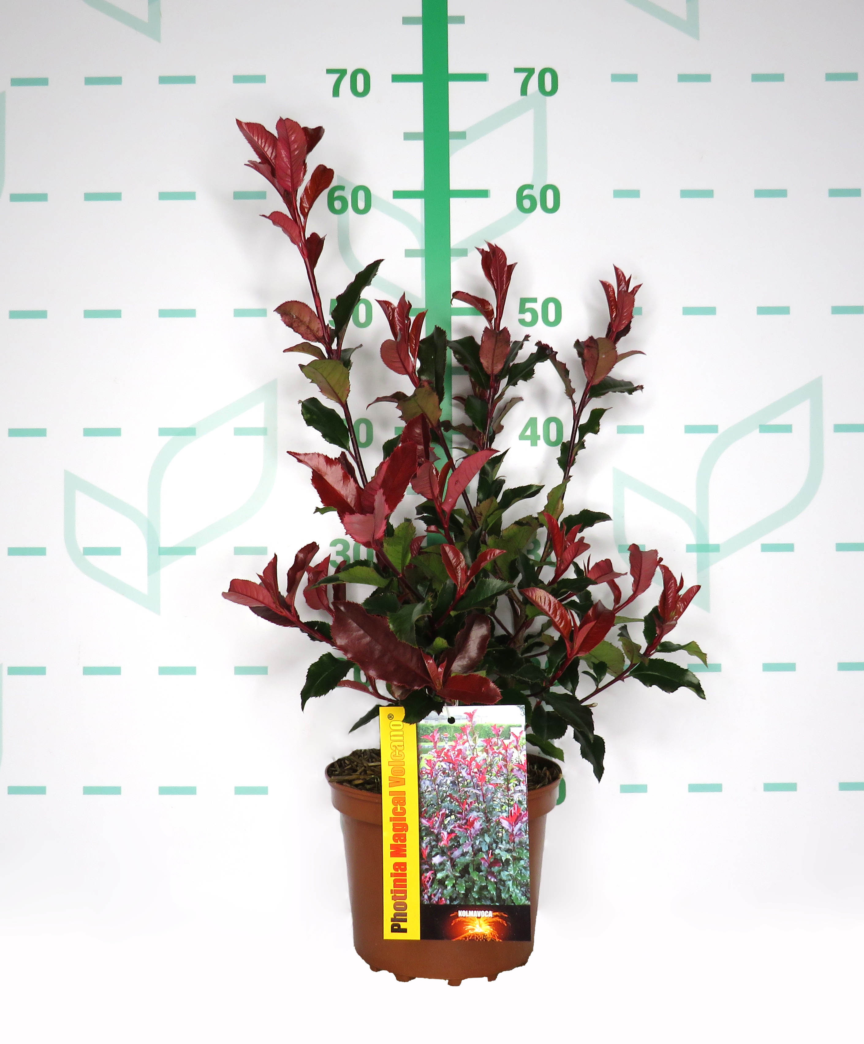 Photinia "Magical Volcano" 2.5L 40/50