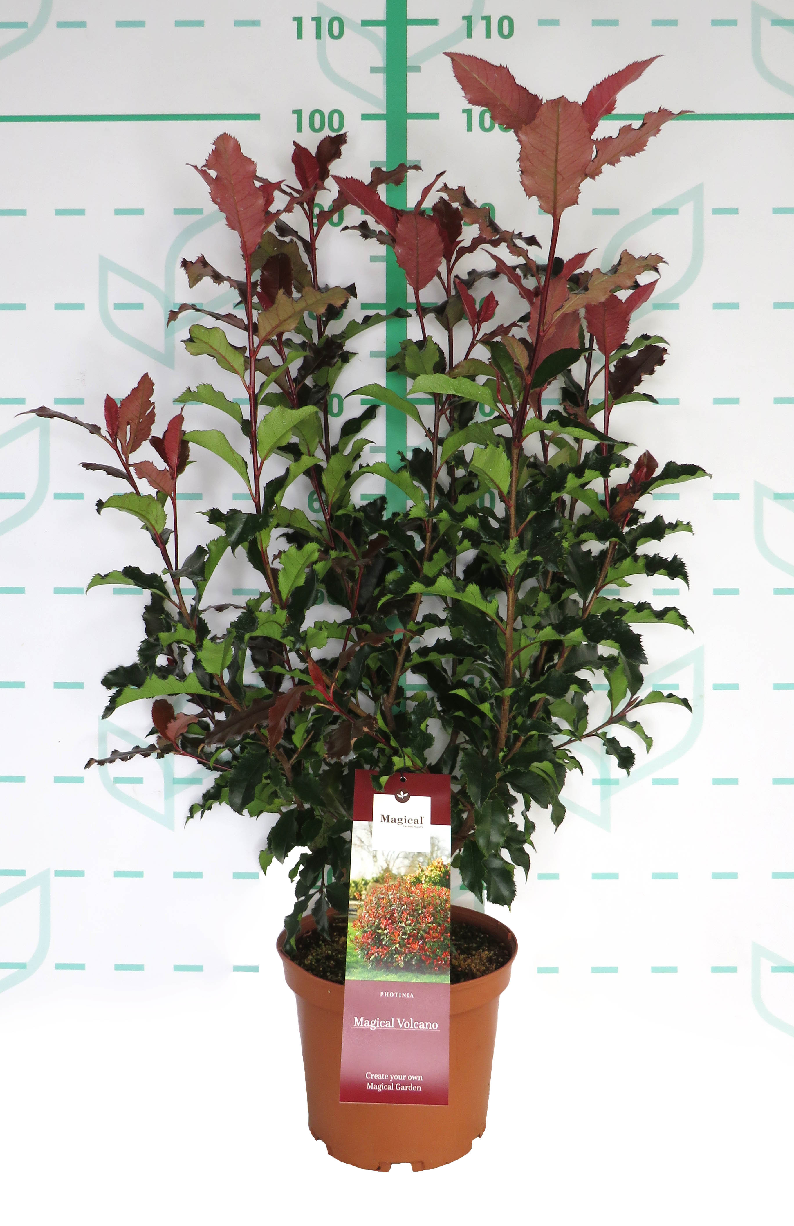 Photinia "Magical Volcano" 5L 60/80