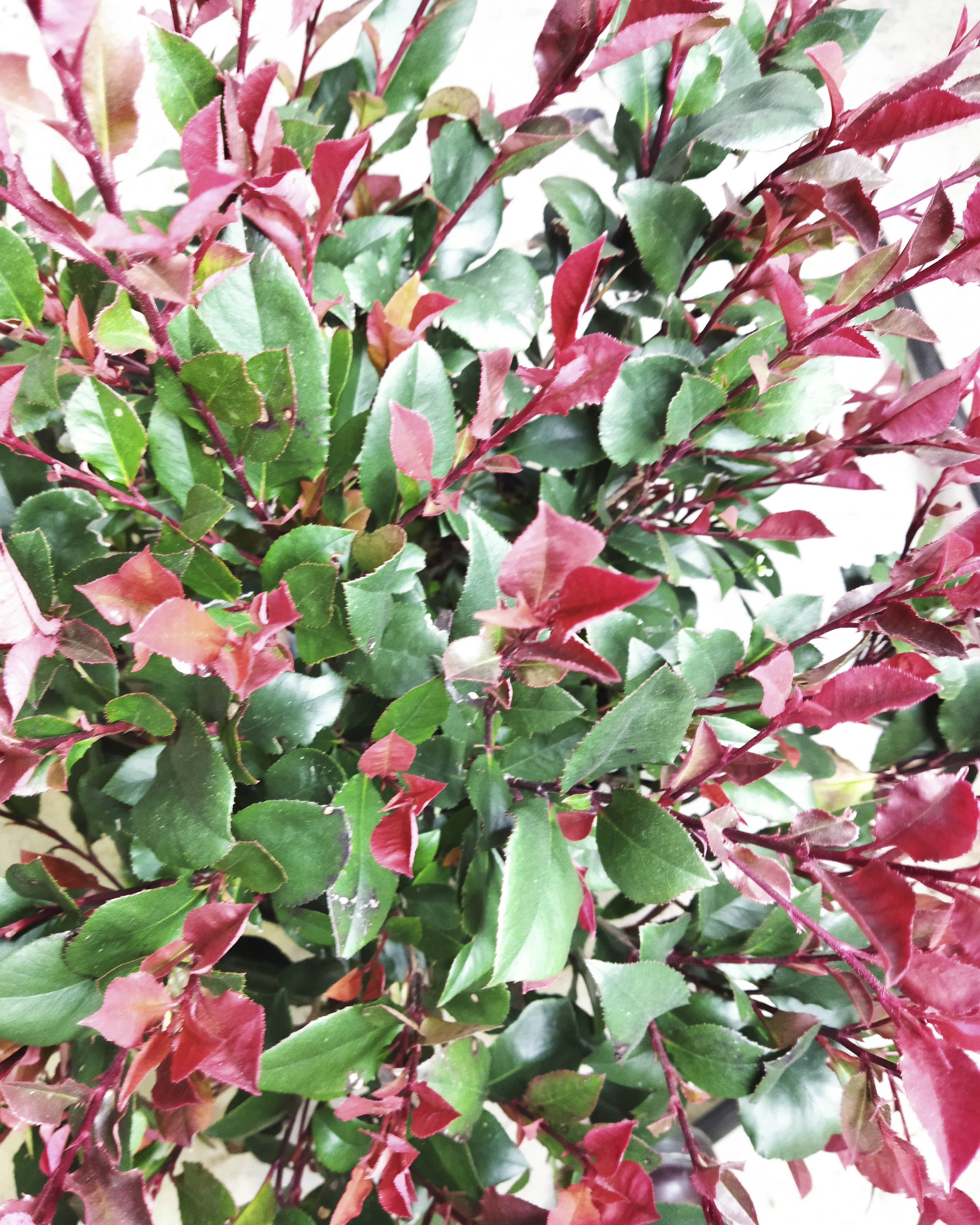 Photinia "Petit Red Robin" 10L 30/40