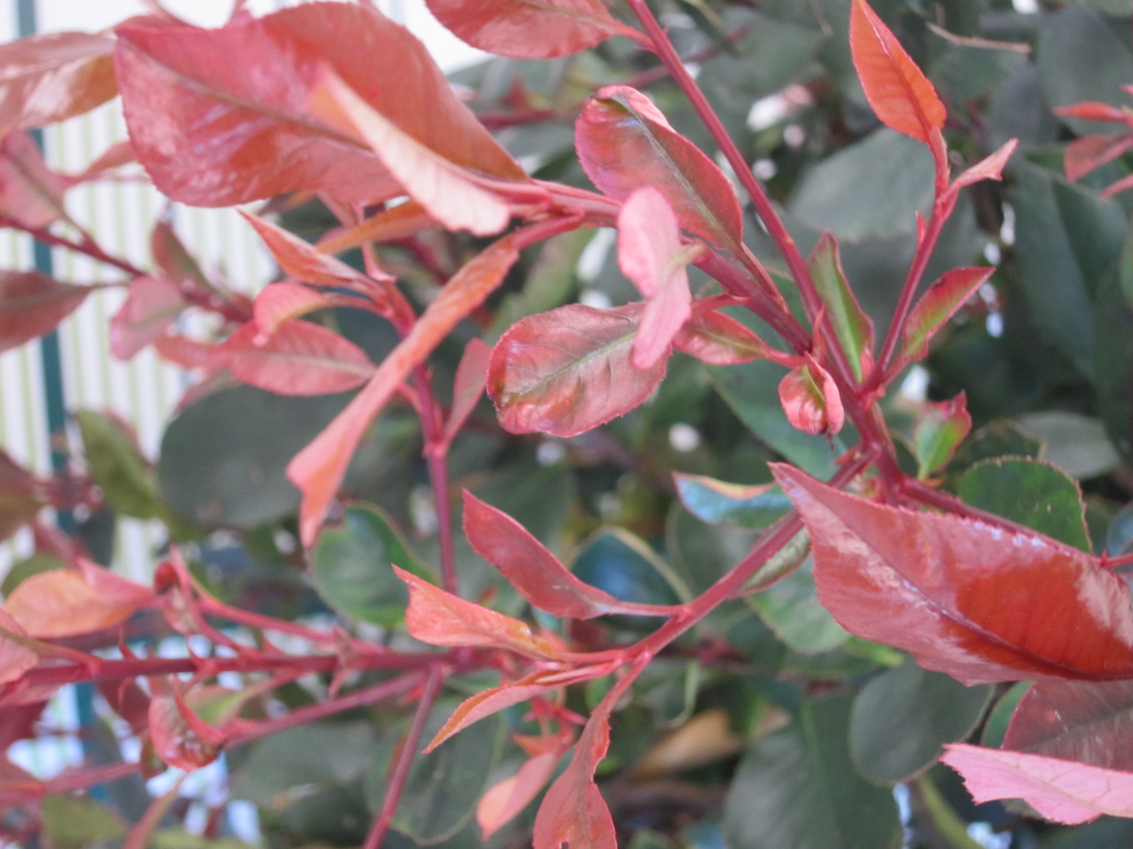 Photinia "Petit Red Robin" 7.5L 25/35