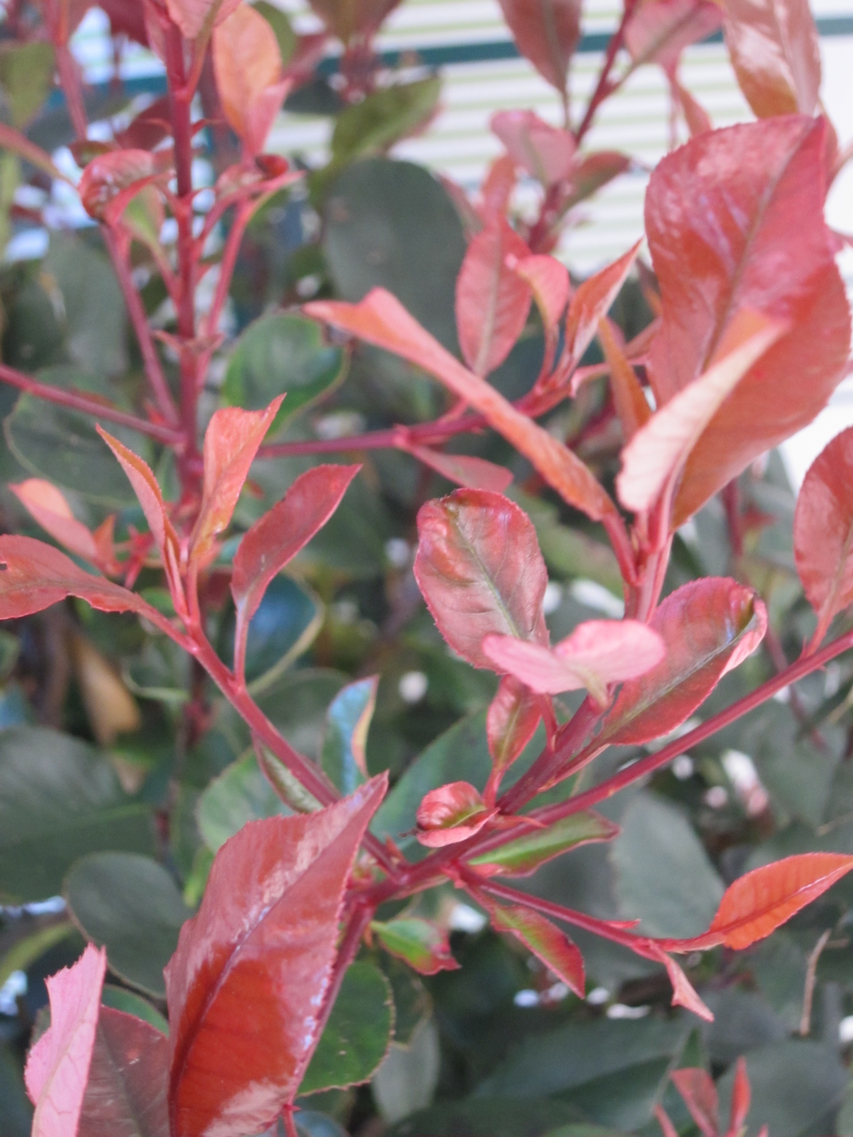 Photinia x fraseri "Petit Red Robin" 10L Deco Ht 60 90/100