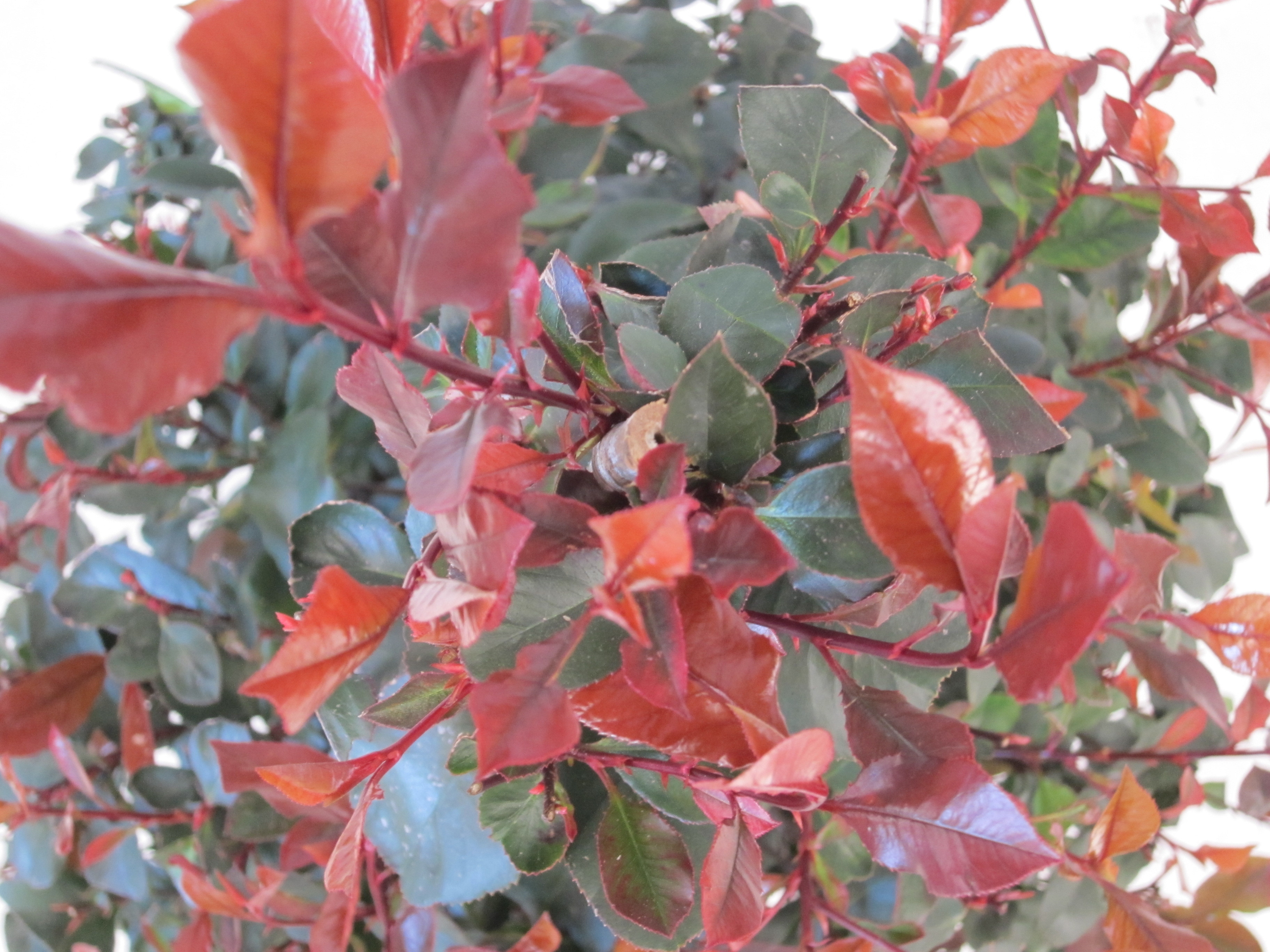 Photinia x fraseri "Petit Red Robin" 15L Deco  Ht 45-50-70 90/100