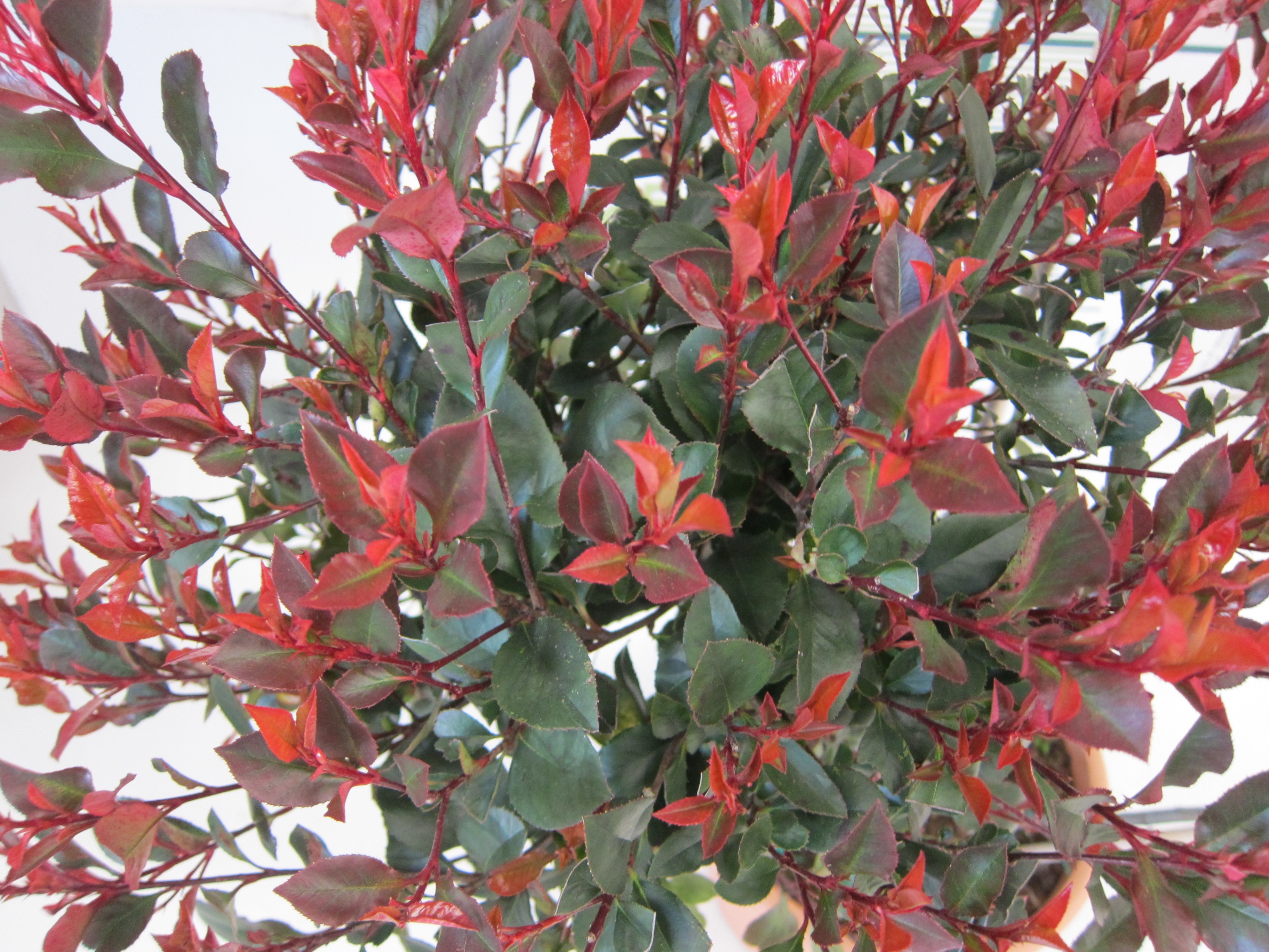 Photinia "Petit Red Robin" 24L Deco Cuadrada  150/170 Injertada 3 pompones 