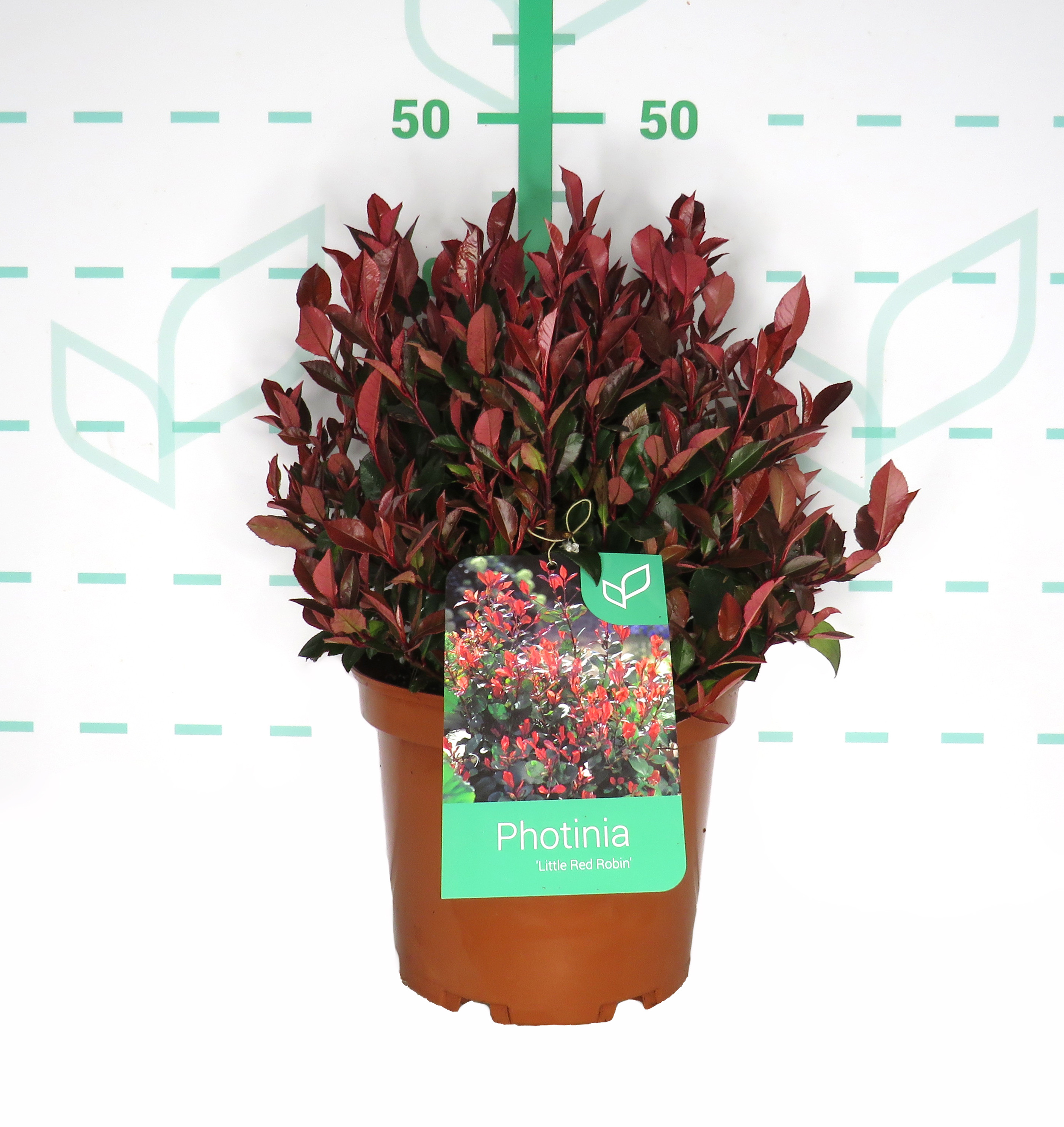 Photinia "Petit Red Robin" 5L 30/35