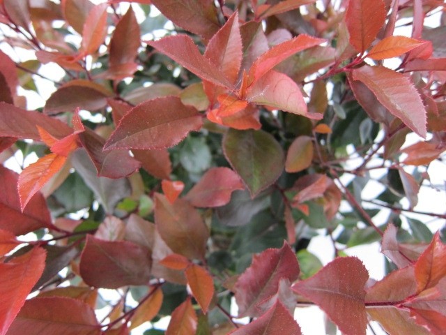 Photinia x fraseri "Petit Red Robin" 5L Deco Ht 50 70/80