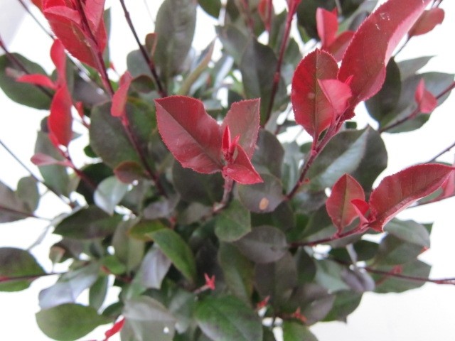 Photinia "Petit Red Robin" 2L 20/25