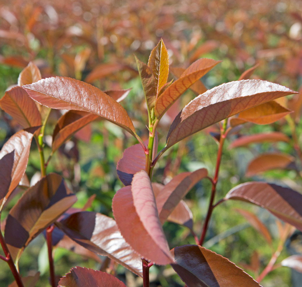 Photinia x fraseri "Red Robin" 2.5L 30/40