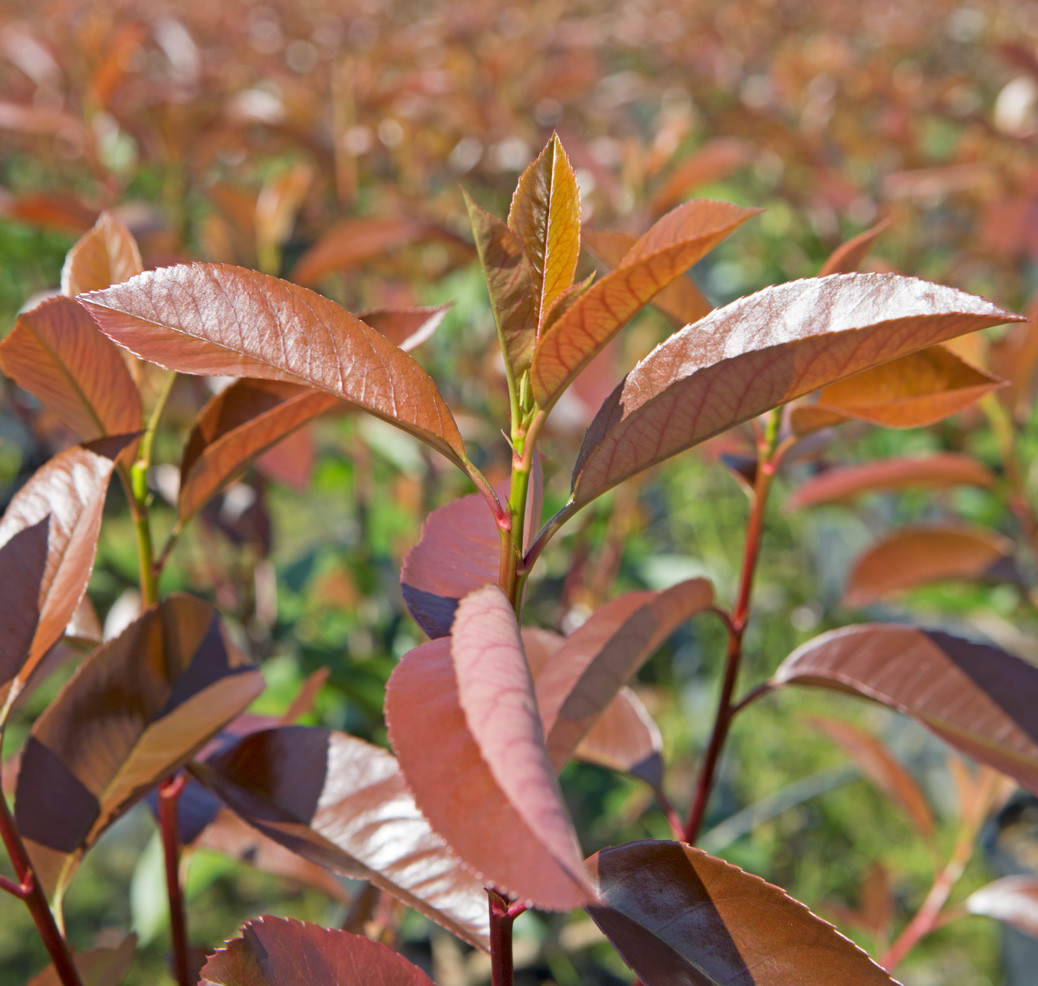 Photinia x fraseri "Red Robin" 2.5L 35/45