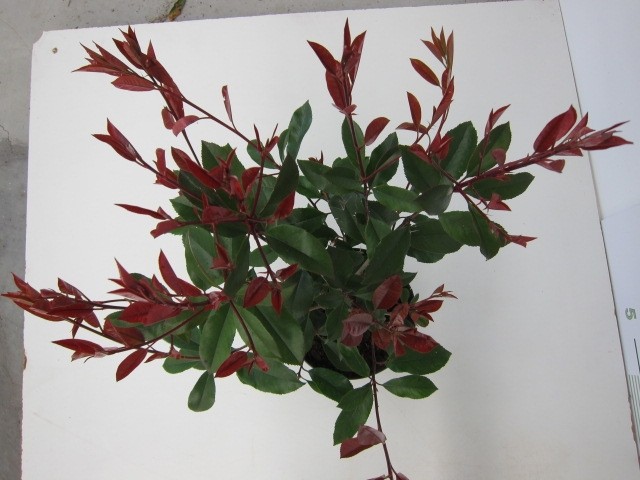 Photinia x fraseri "Red Select" 5L 60/80