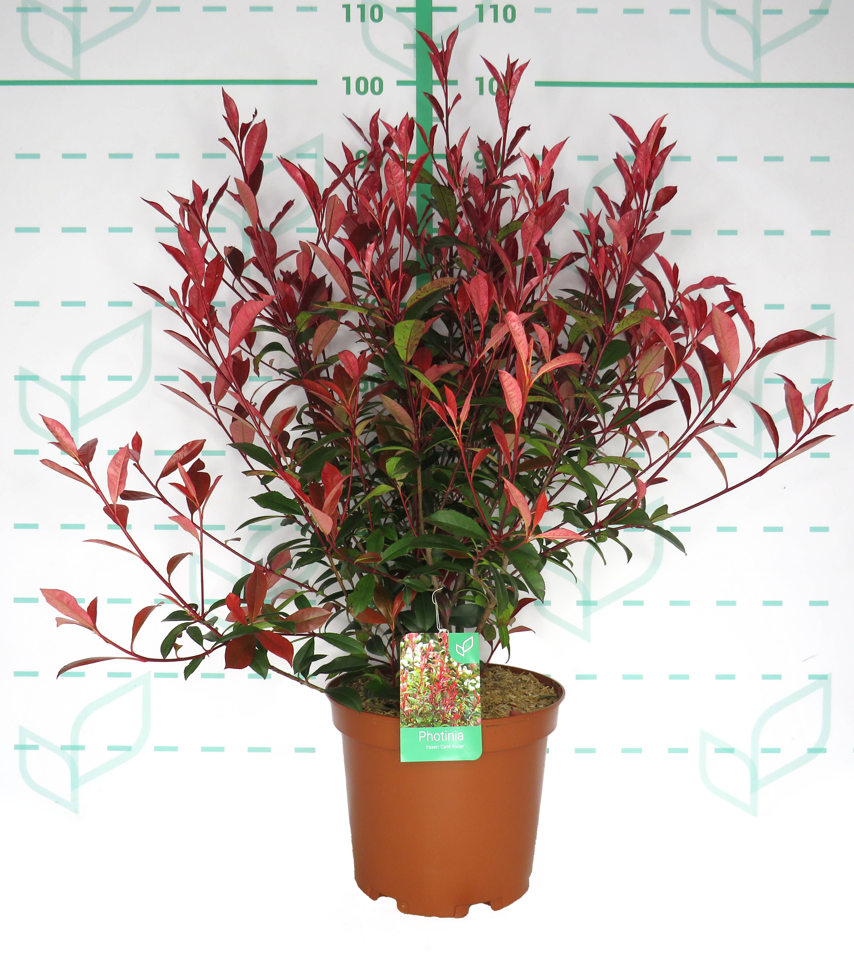 Photinia x fraseri "Carre Rouge" 10L 60/80