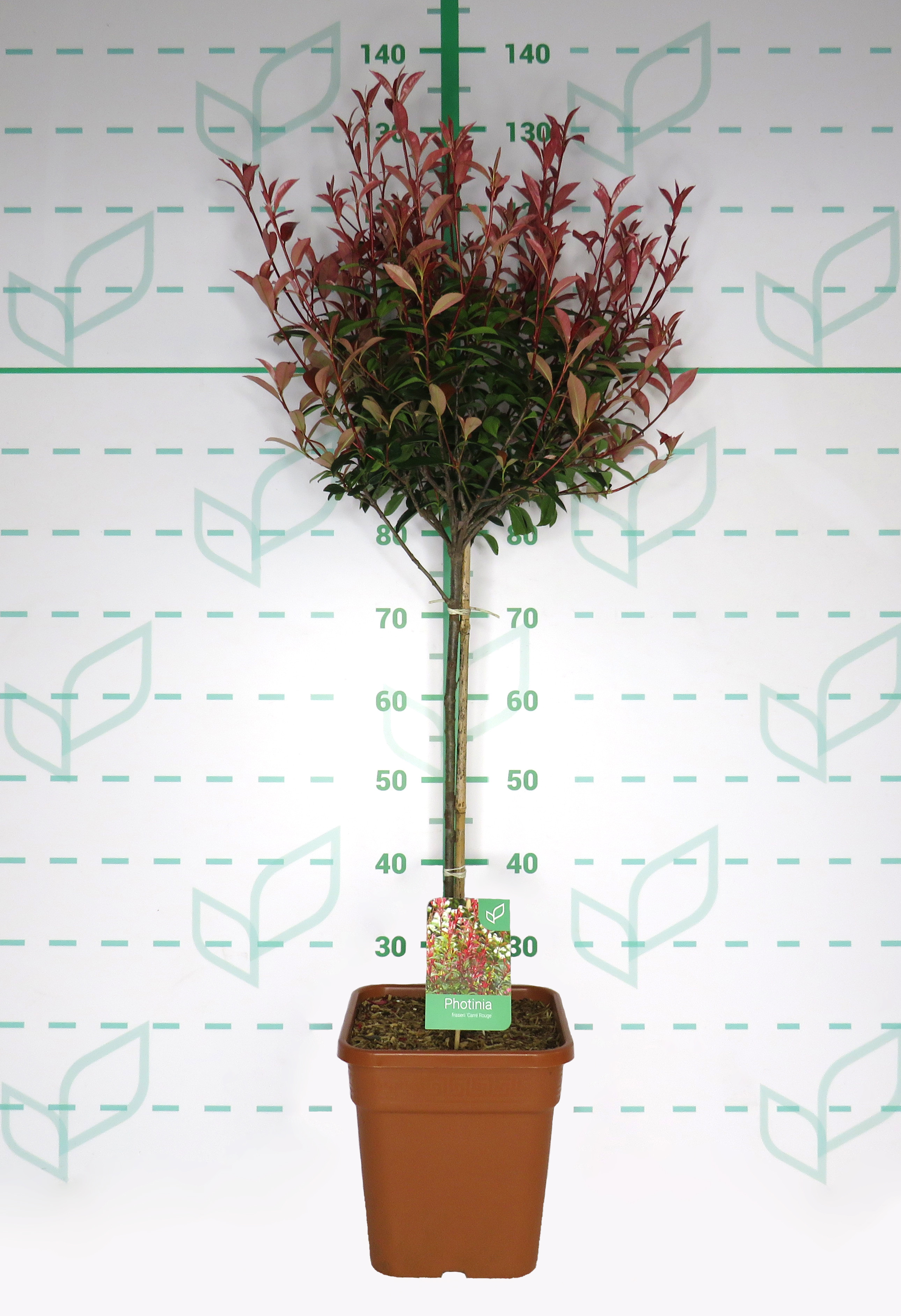 Photinia x fraseri "Carre Rouge" 11L Ht 40 75/85 (Mini copa)