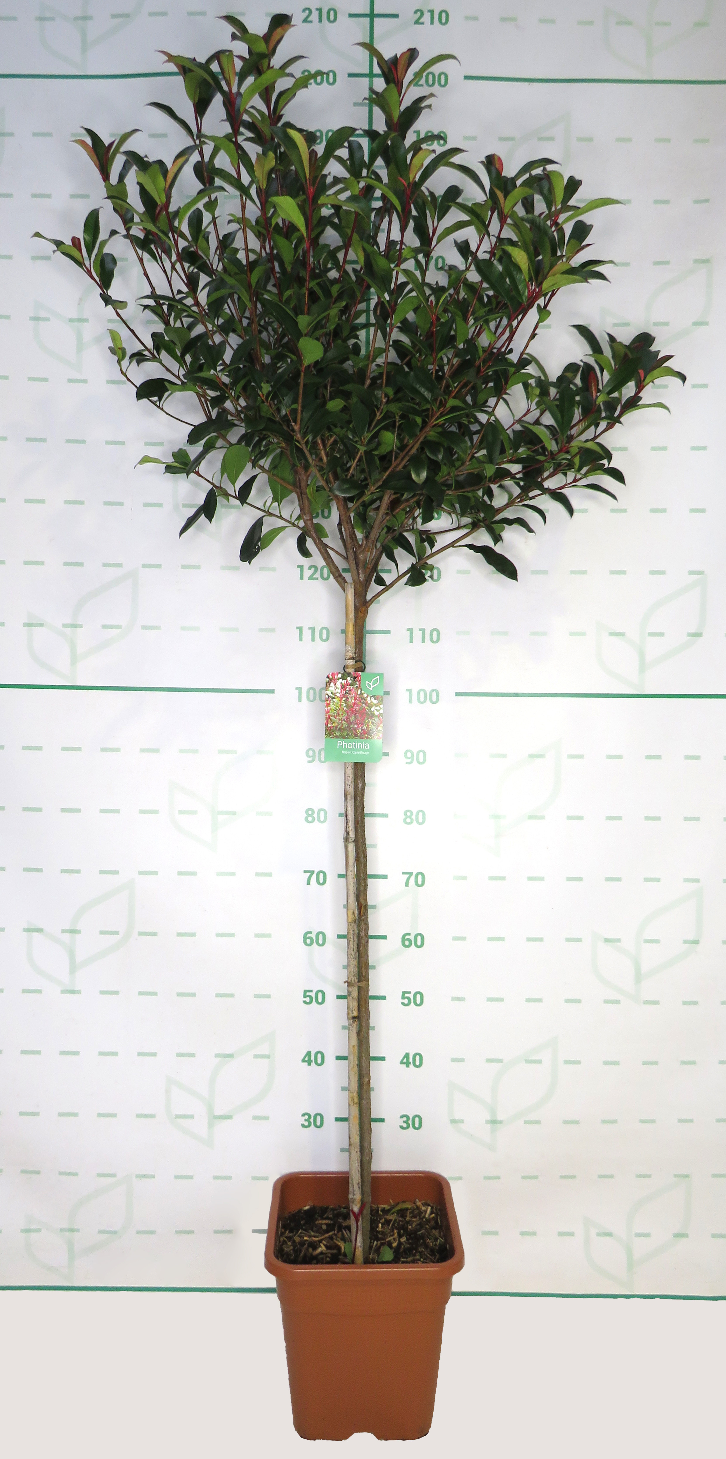 Photinia x fraseri "Carre Rouge" 15L Ht 90/100 120/140
