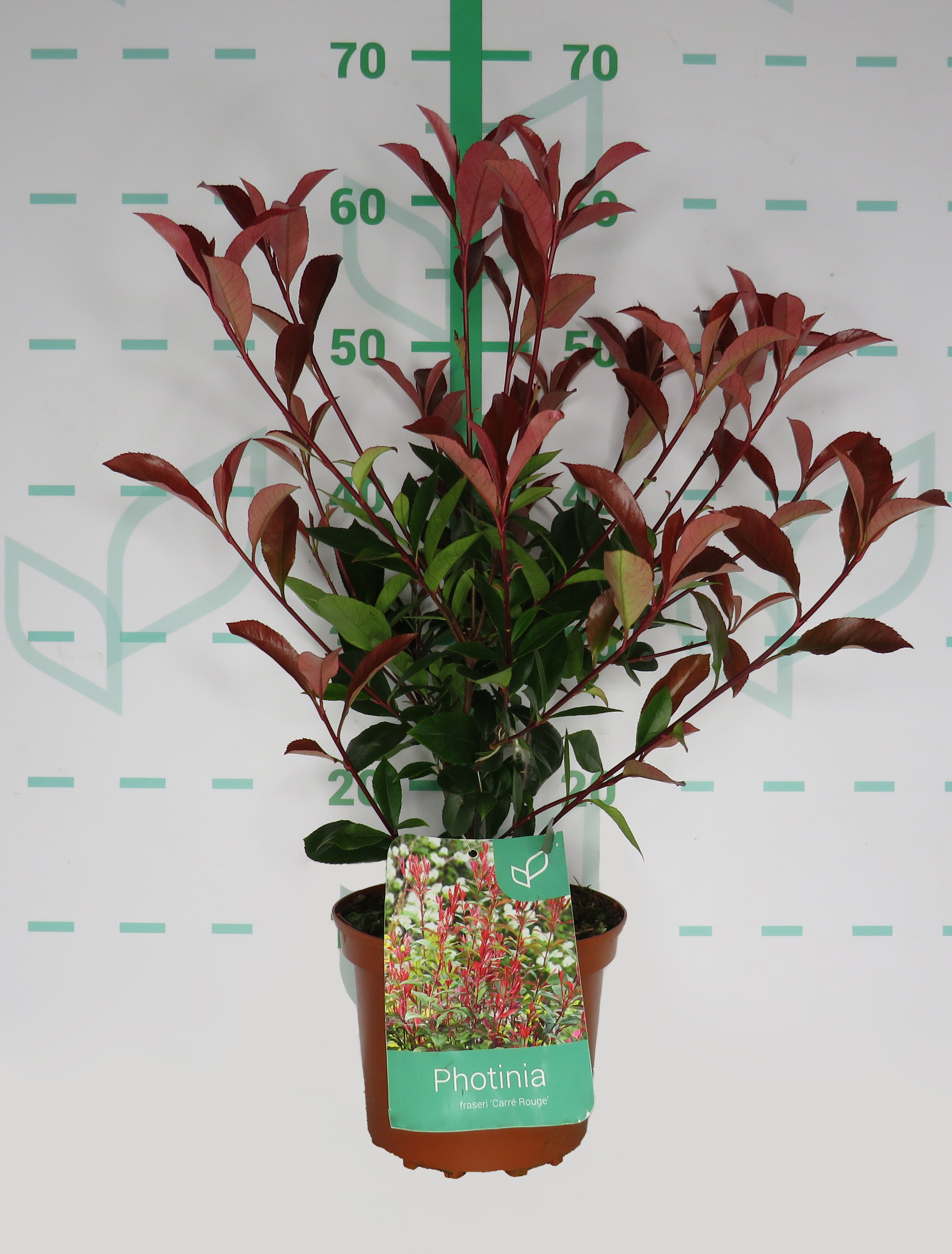 Photinia x fraseri "Carre Rouge" 2.5L 30/35