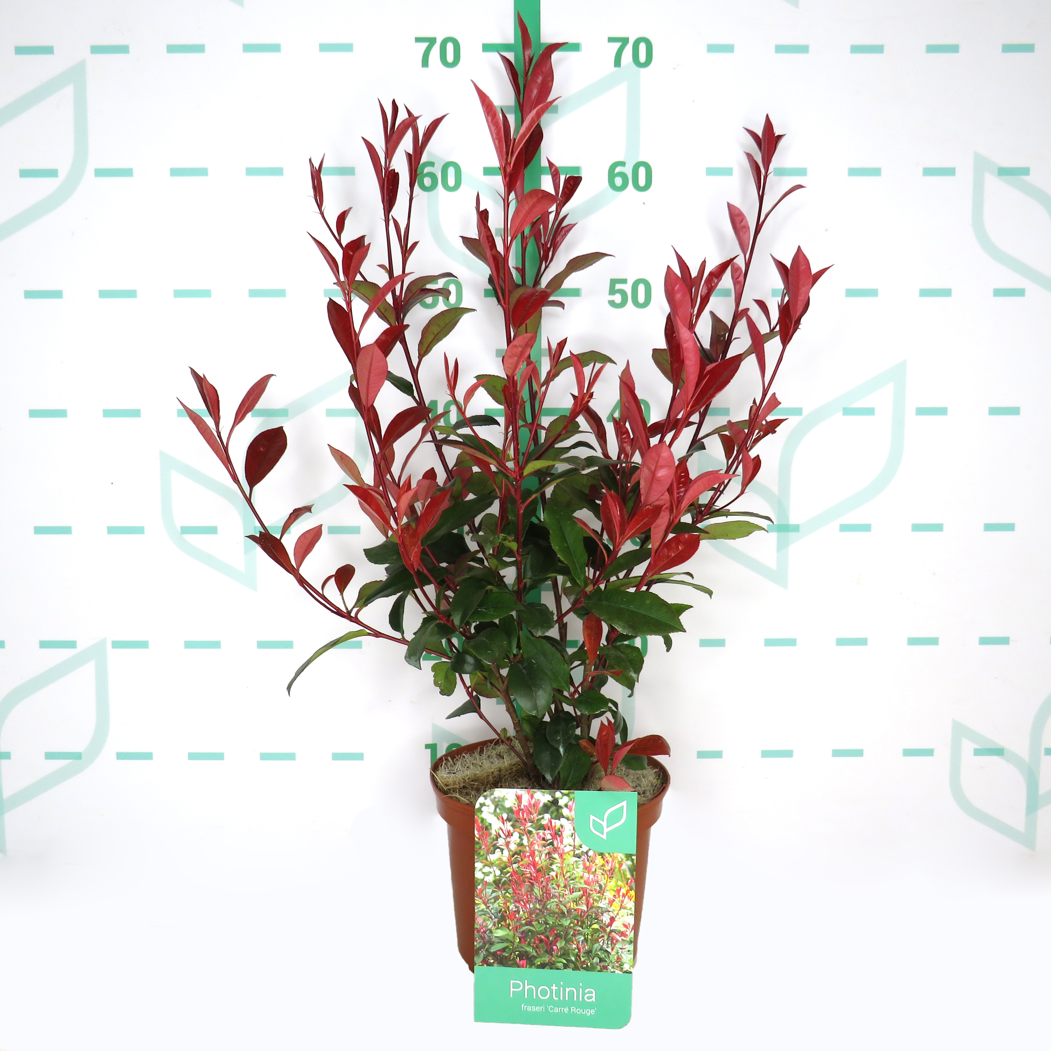 Photinia x fraseri "Carre Rouge" 2.5L 30/35