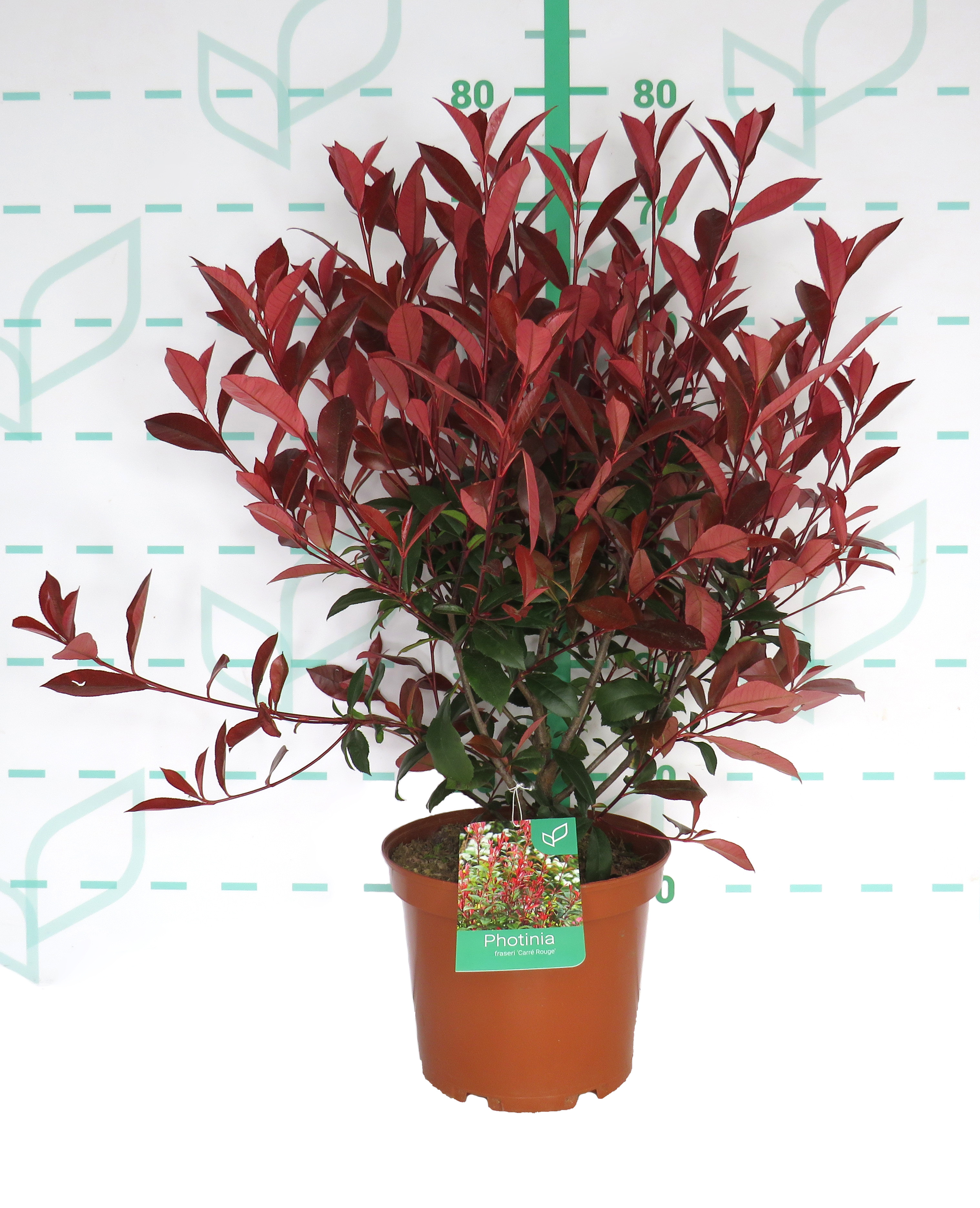 Photinia x fraseri "Carre Rouge" 5L 50/60