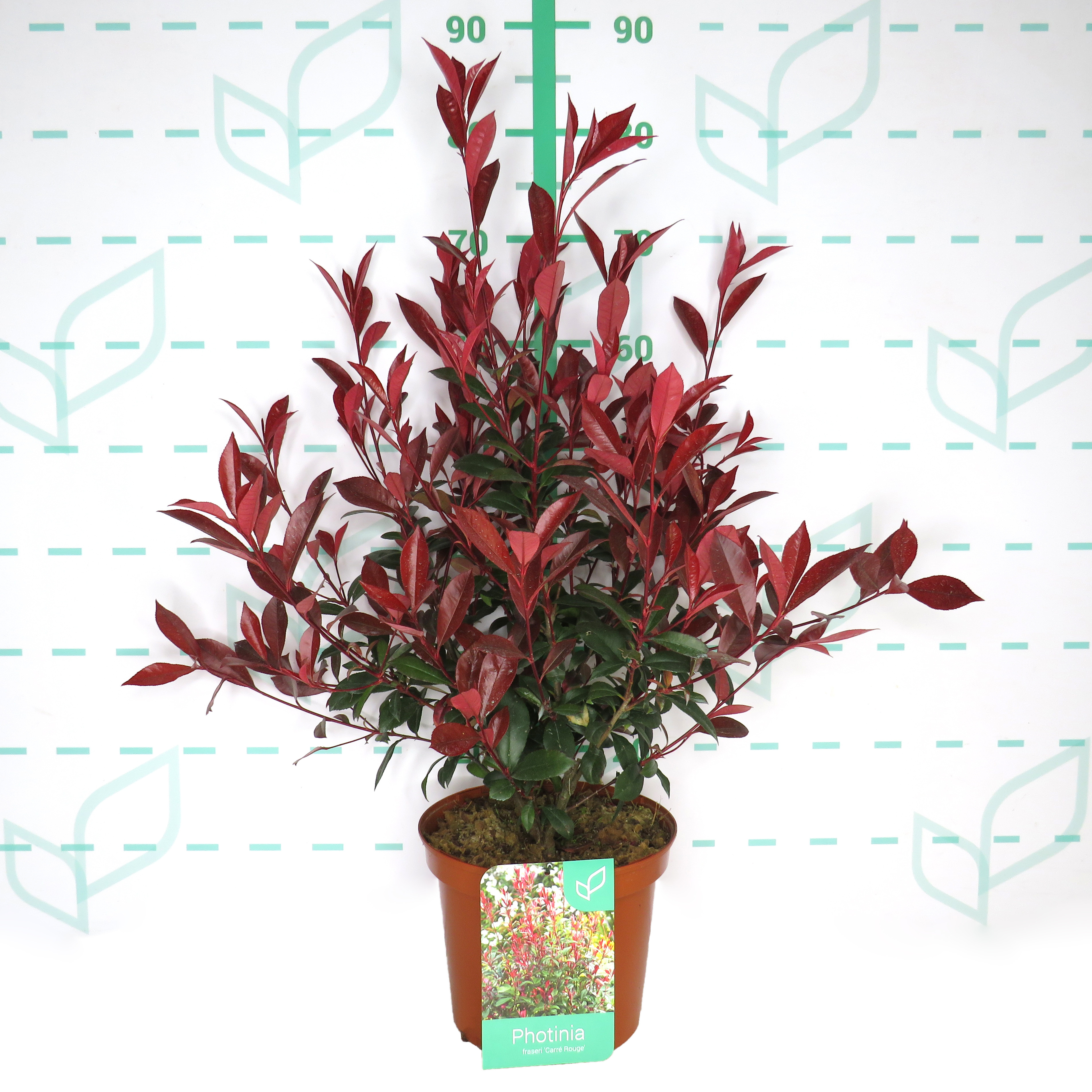 Photinia x fraseri "Carre Rouge" 5L 60/80