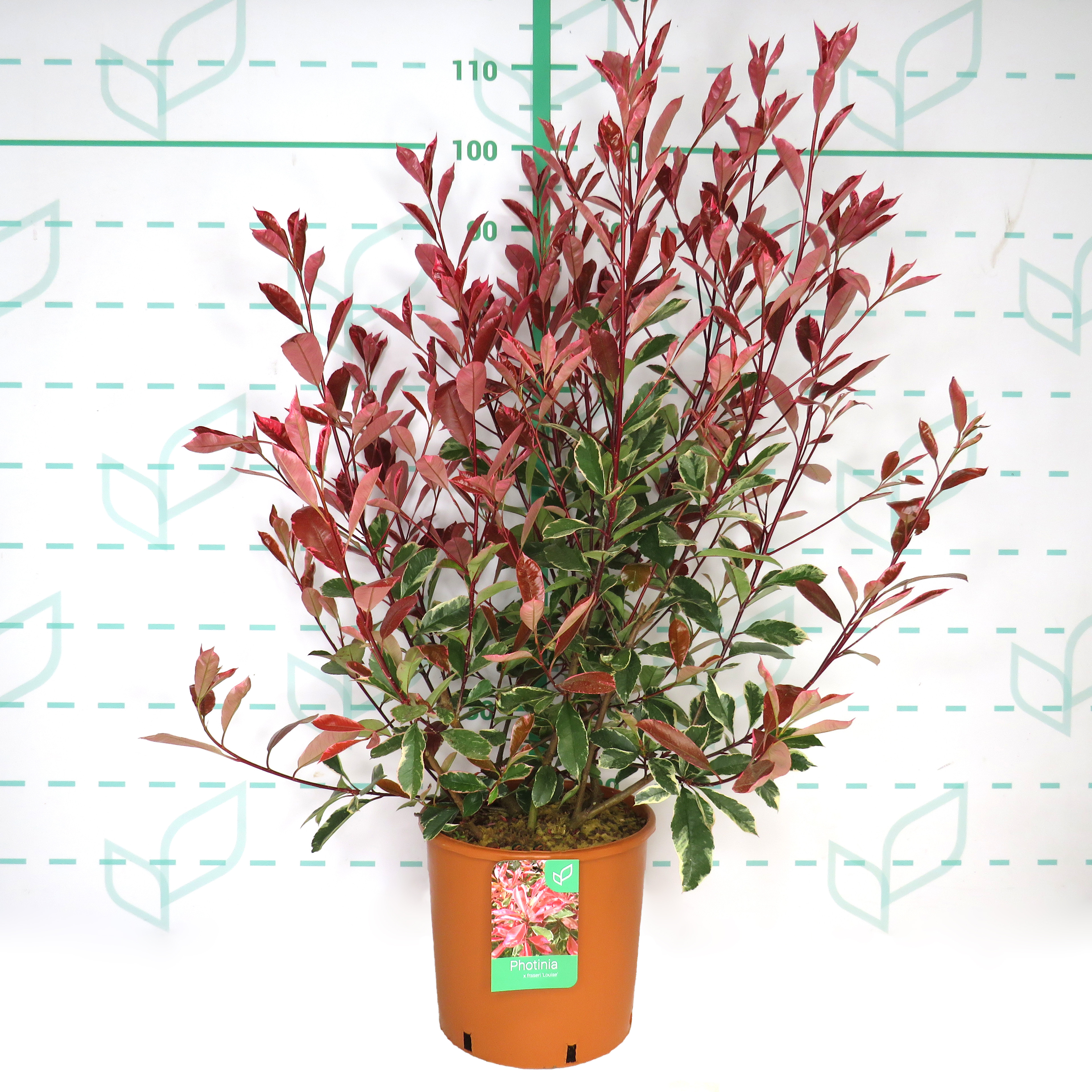 Photinia x fraseri "Louise McLarlou" 10L 80/100