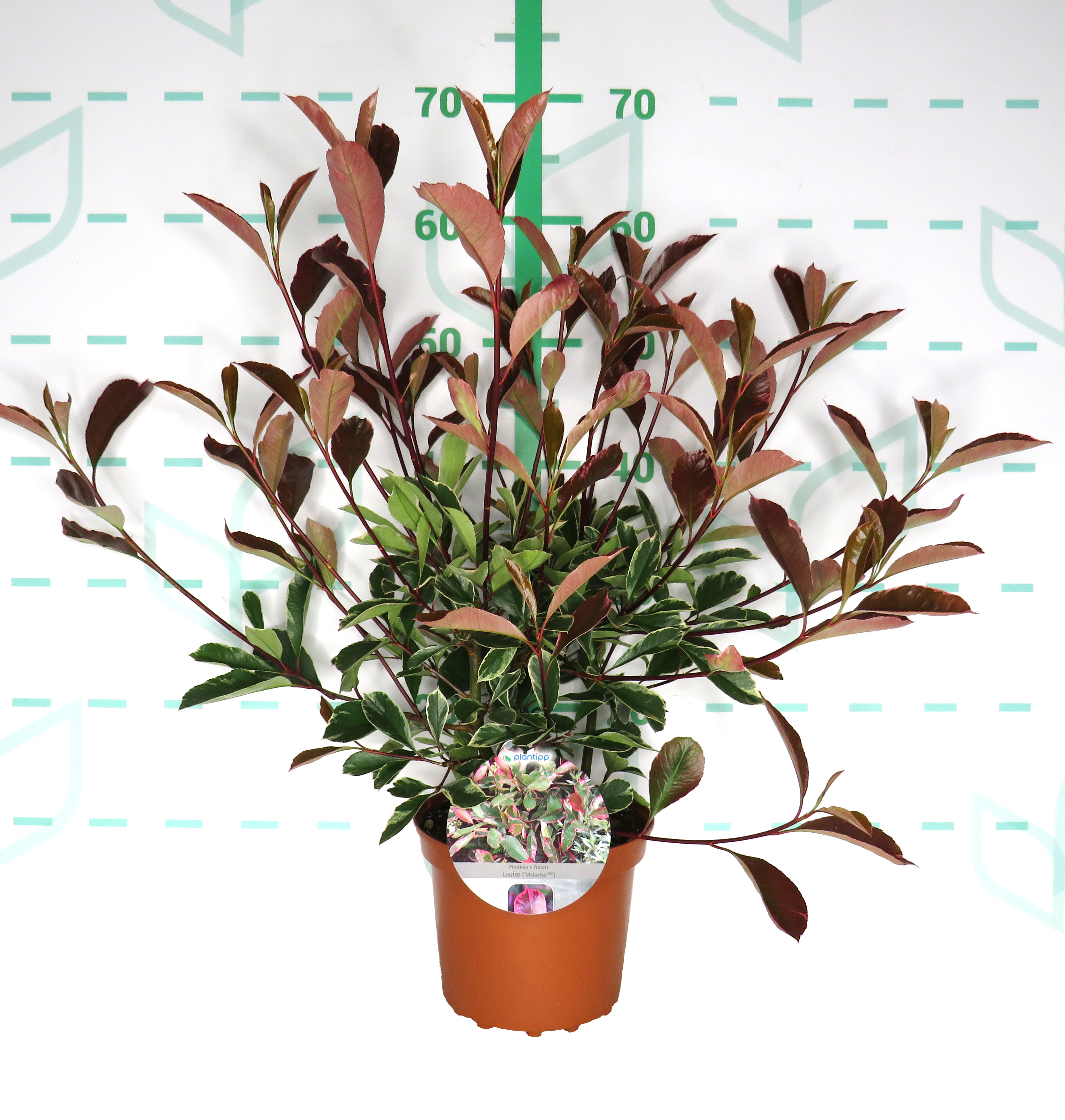 Photinia x fraseri "Louise McLarlou" 2.5L 25/35