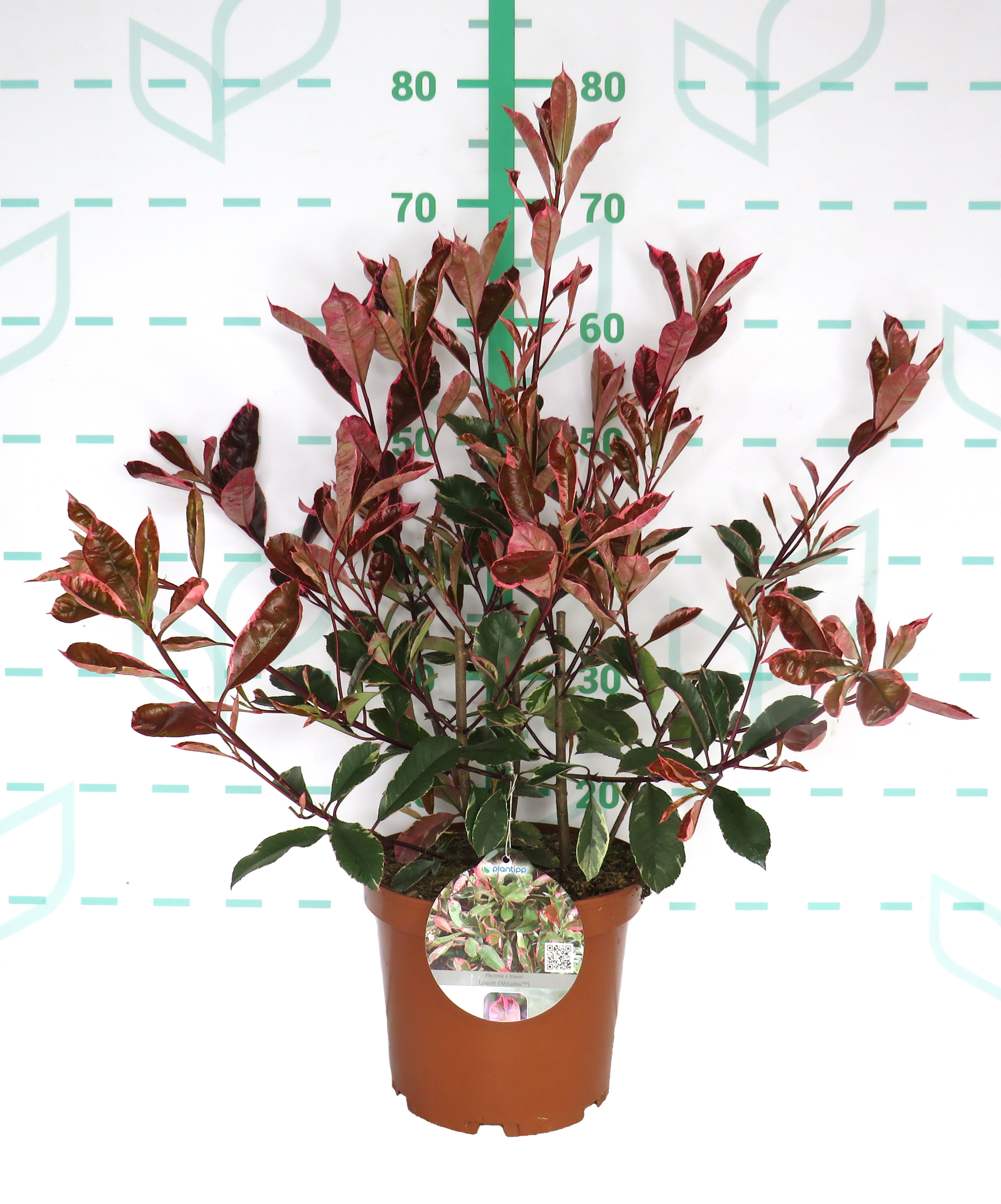 Photinia x fraseri "Louise McLarlou" 5L 60/80