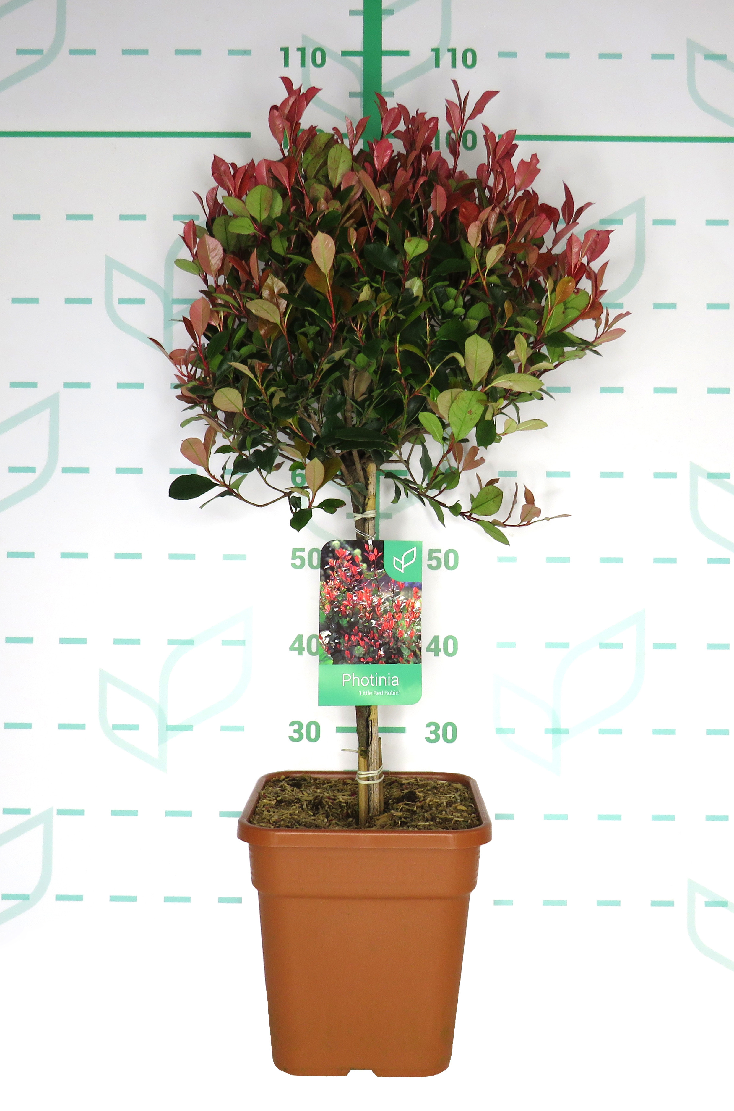 Photinia x fraseri "Petit Red Robin" 11L Cuadrada Ht 40 60/70 (Mini Copa)