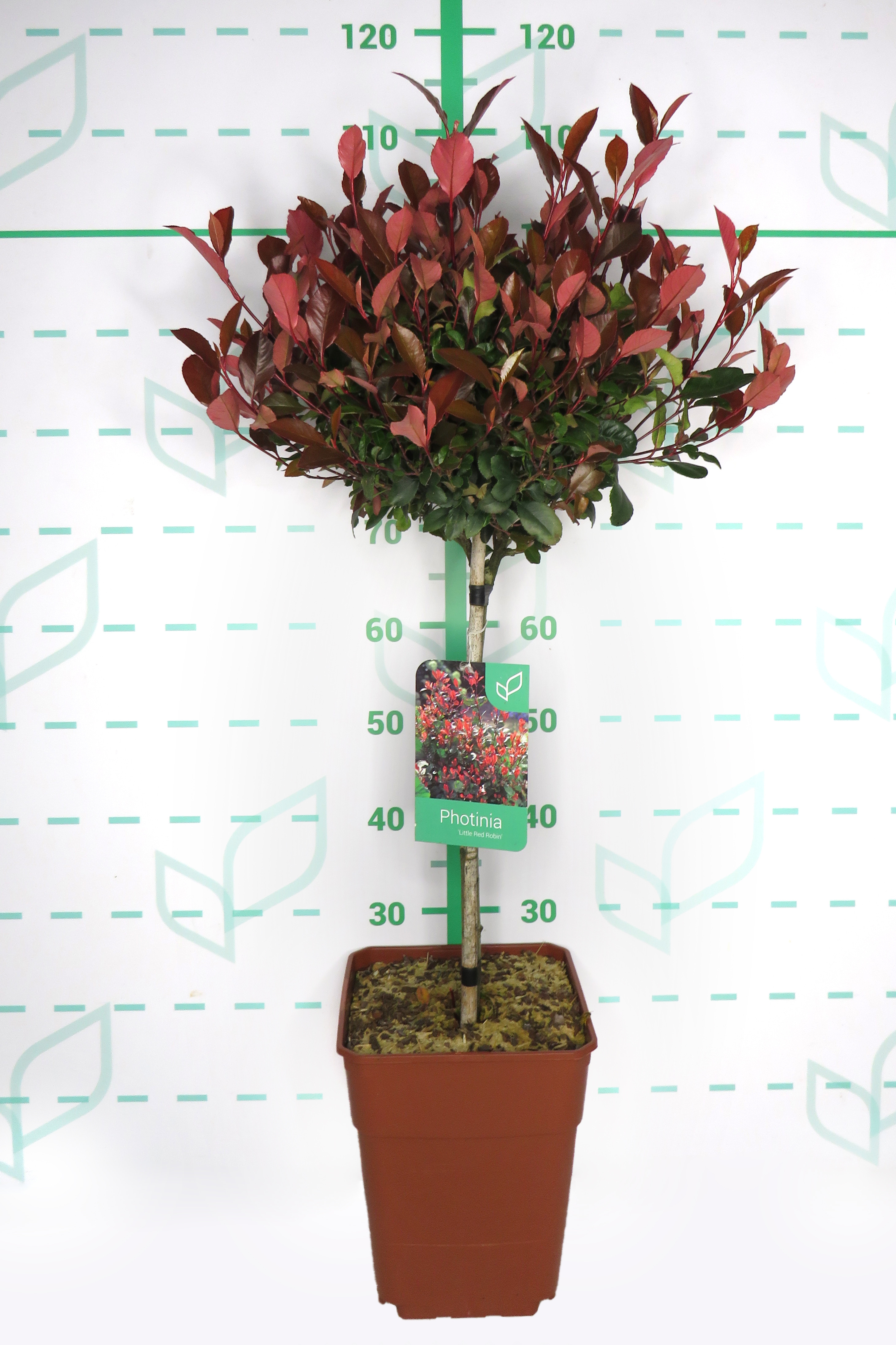 Photinia x fraseri "Petit Red Robin" 11L Cuadrada Ht 40 80/100 (Mini Copa)