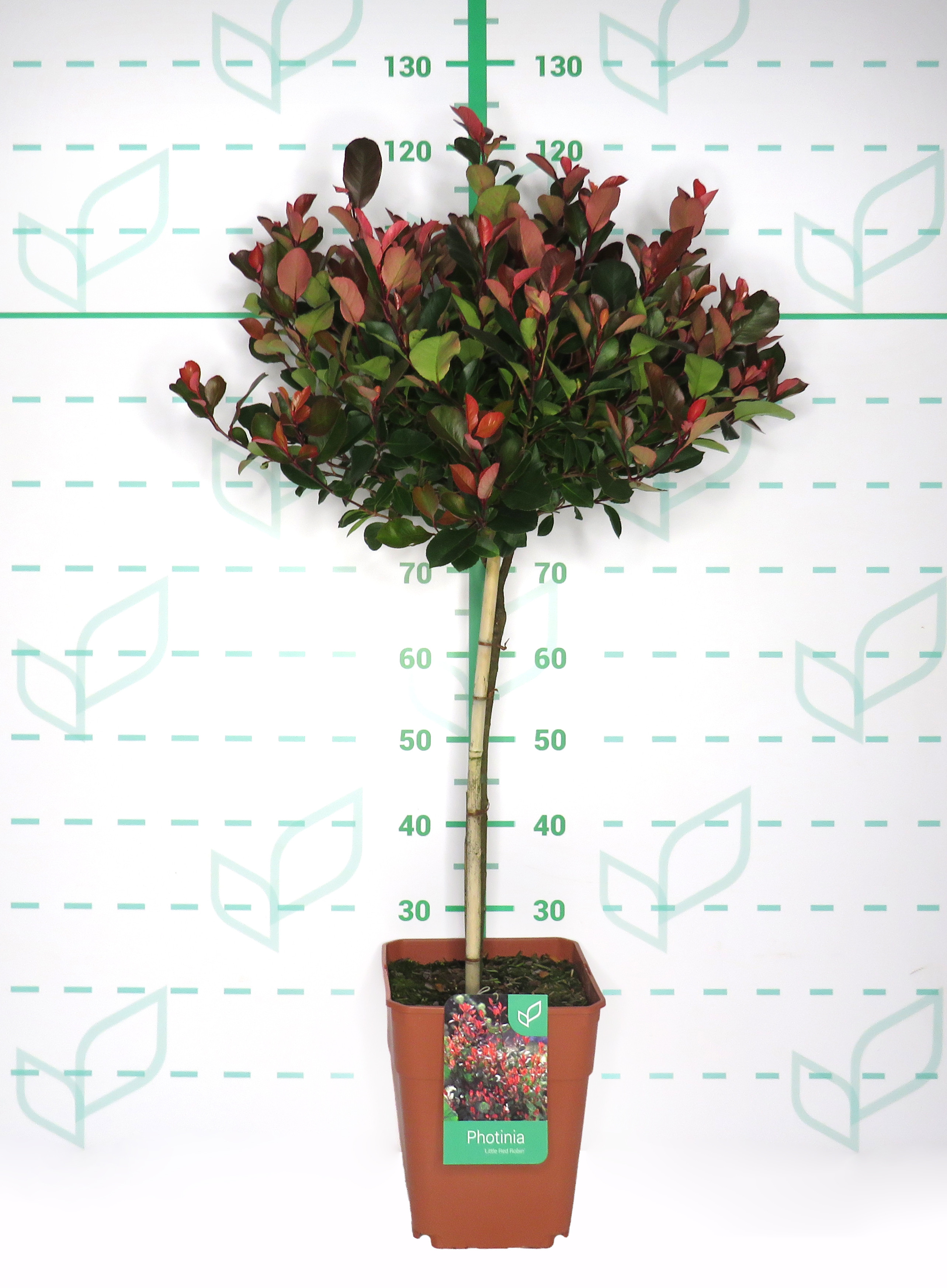 Photinia x fraseri "Petit Red Robin" 11L Cuadrada Ht 40 80/100