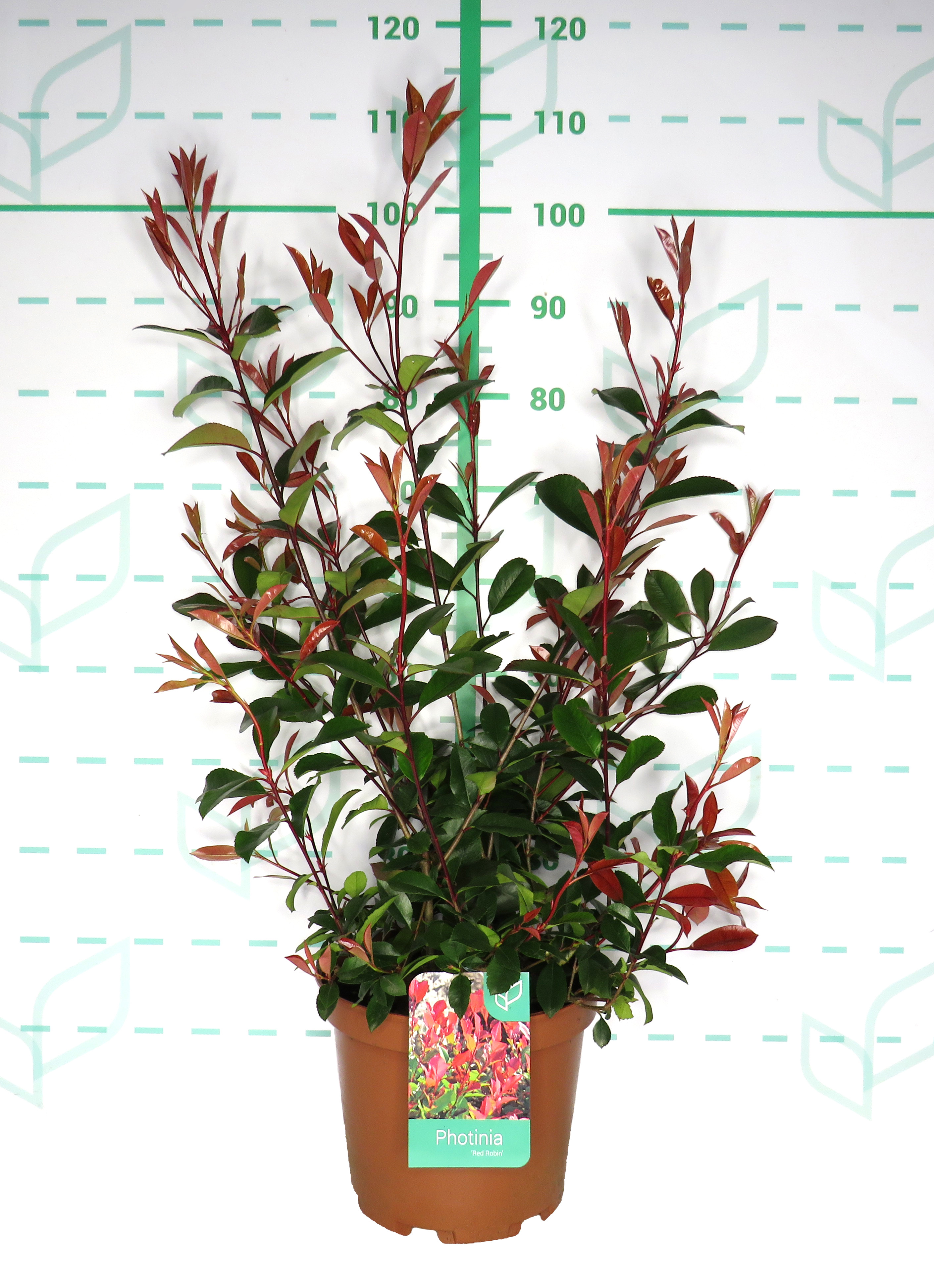 Photinia x fraseri "Red Robin" 10L 45/50