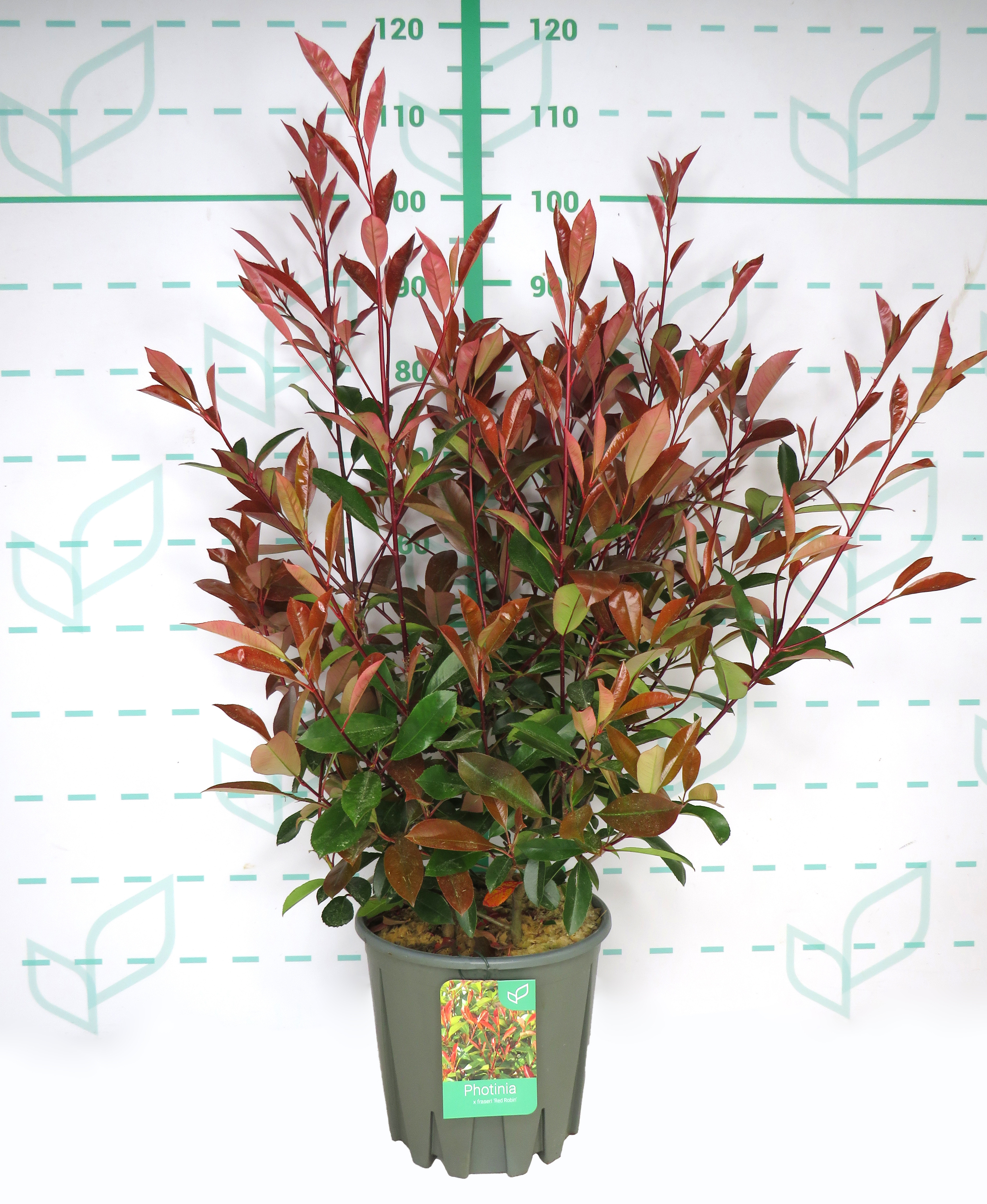 Photinia x fraseri "Red Robin" 10L 80/90