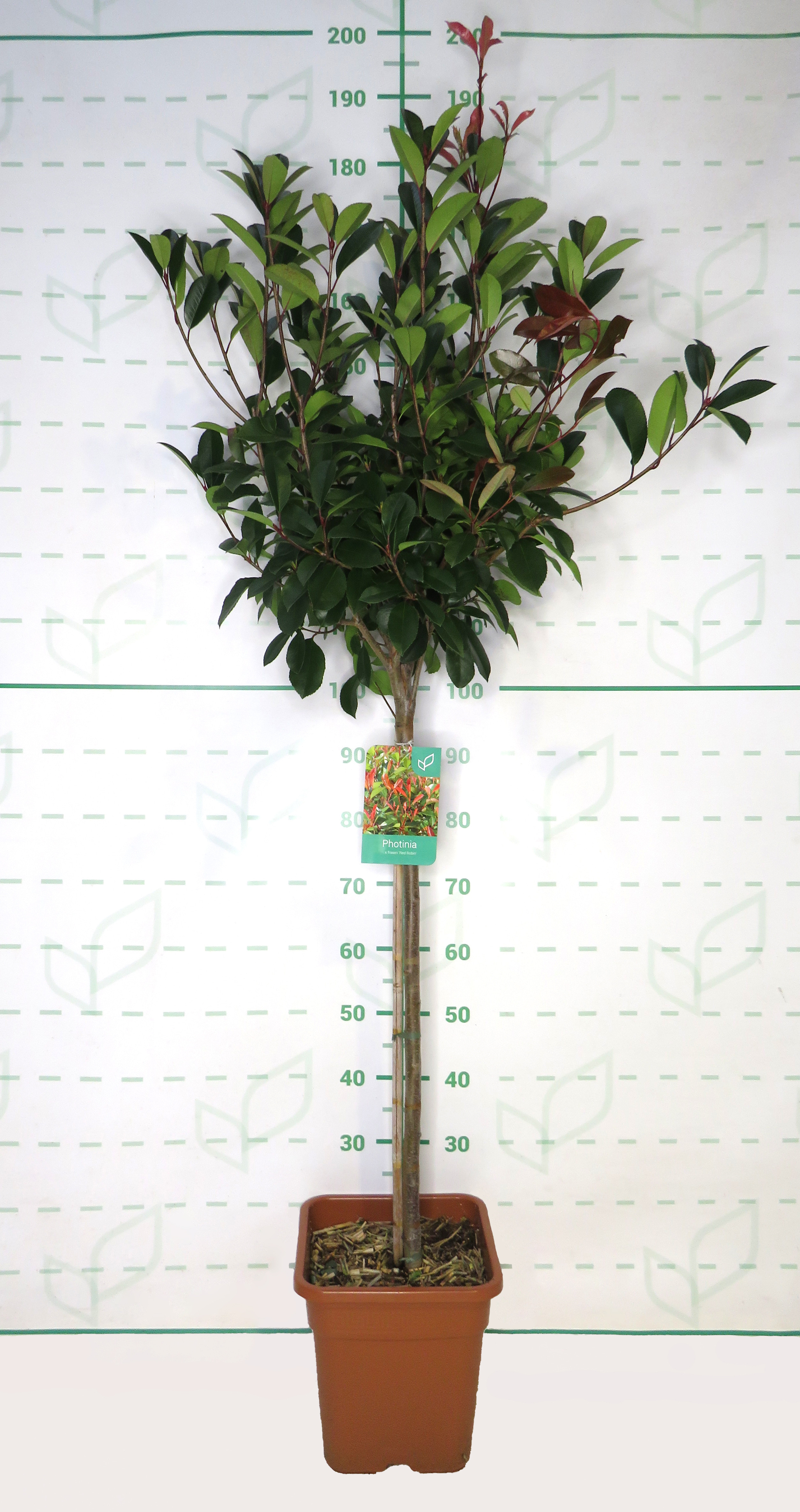Photinia x fraseri "Red Robin" 14L Cuadrada Ht 90 120/140
