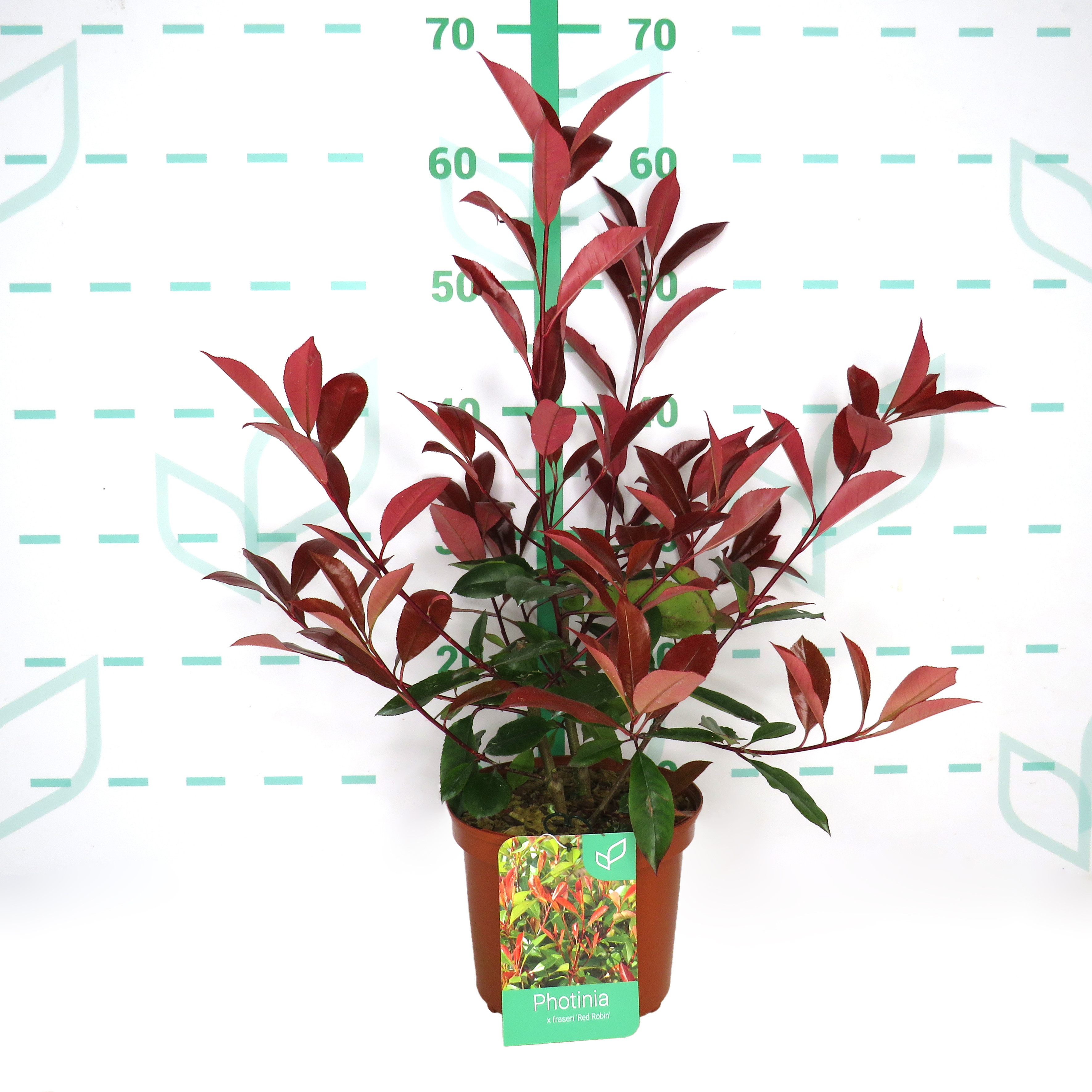 Photinia x fraseri "Red Robin" 2.5L 30/35