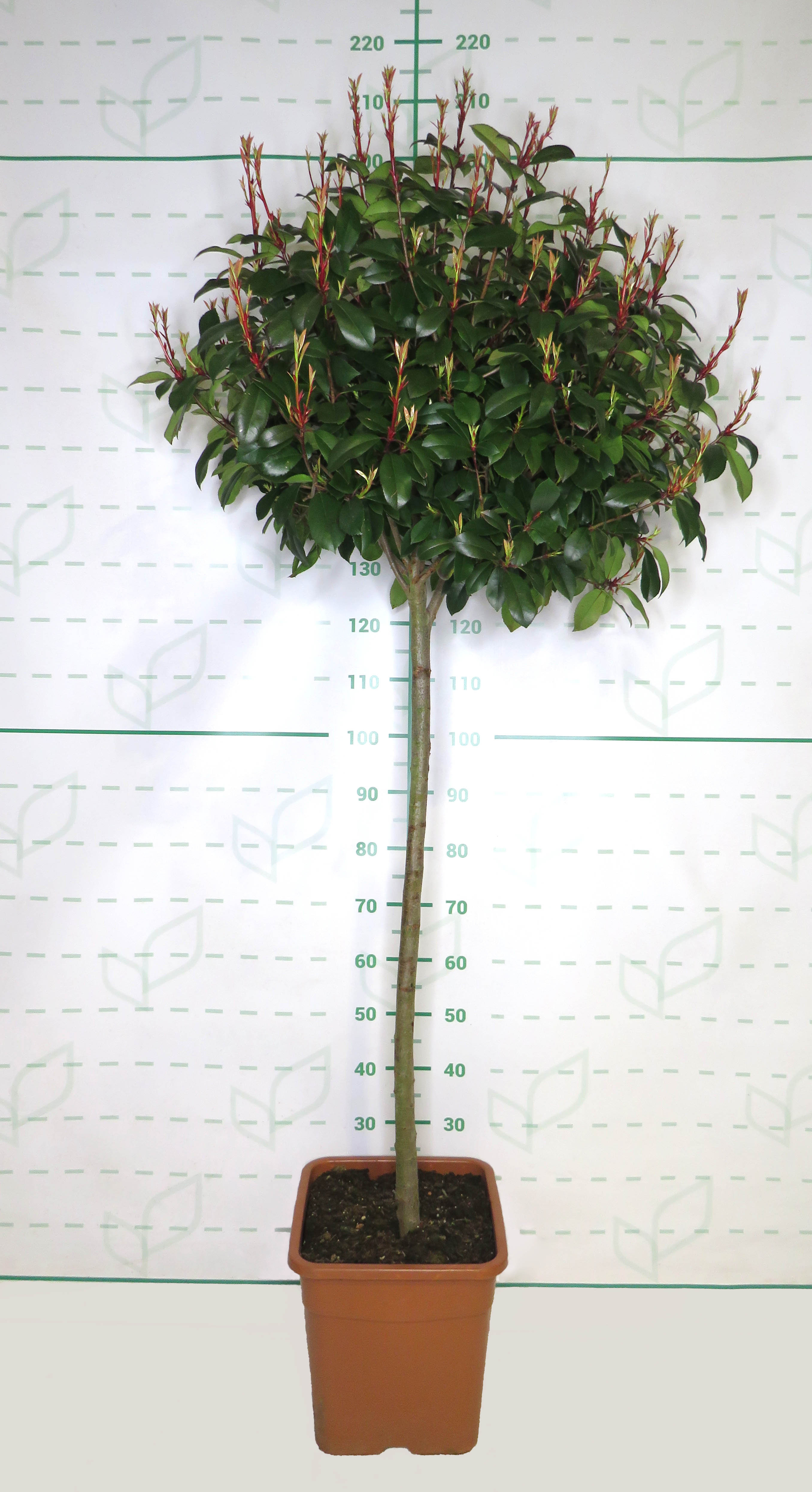 Photinia x fraseri "Red Robin" 25L Ht 90/100 140/160