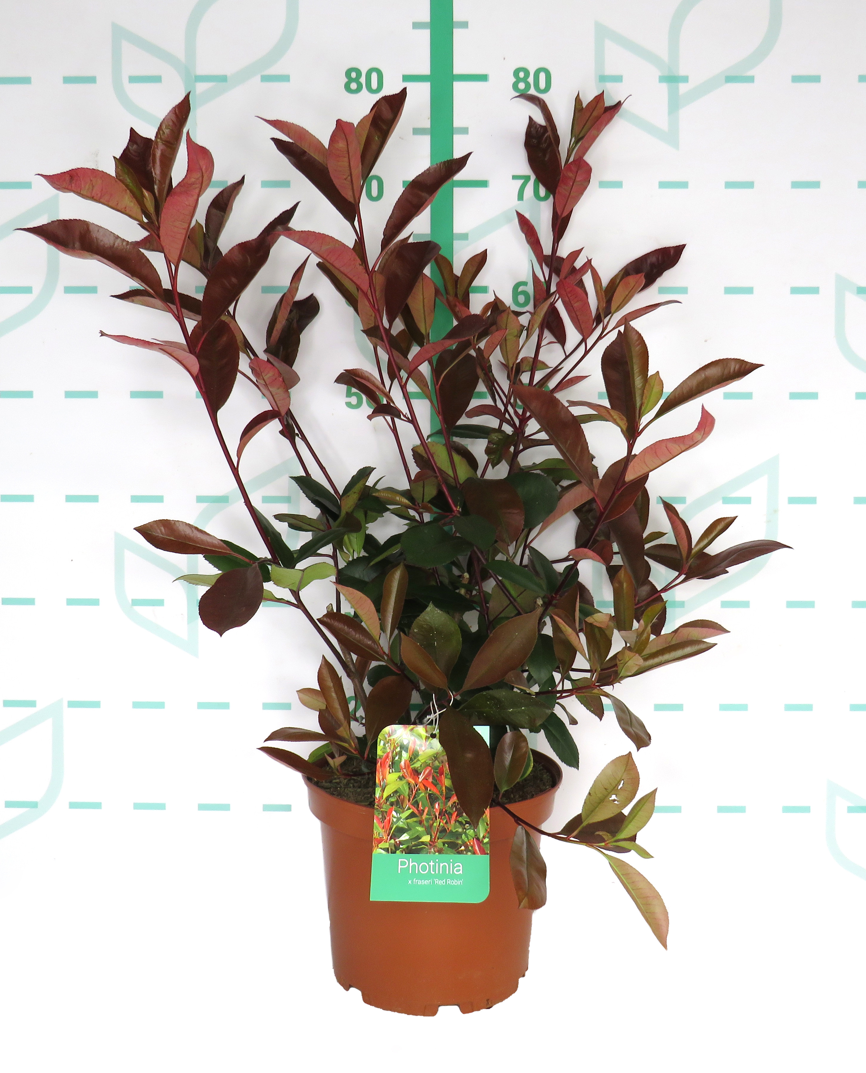 Photinia x fraseri "Red Robin" 5L 55/65