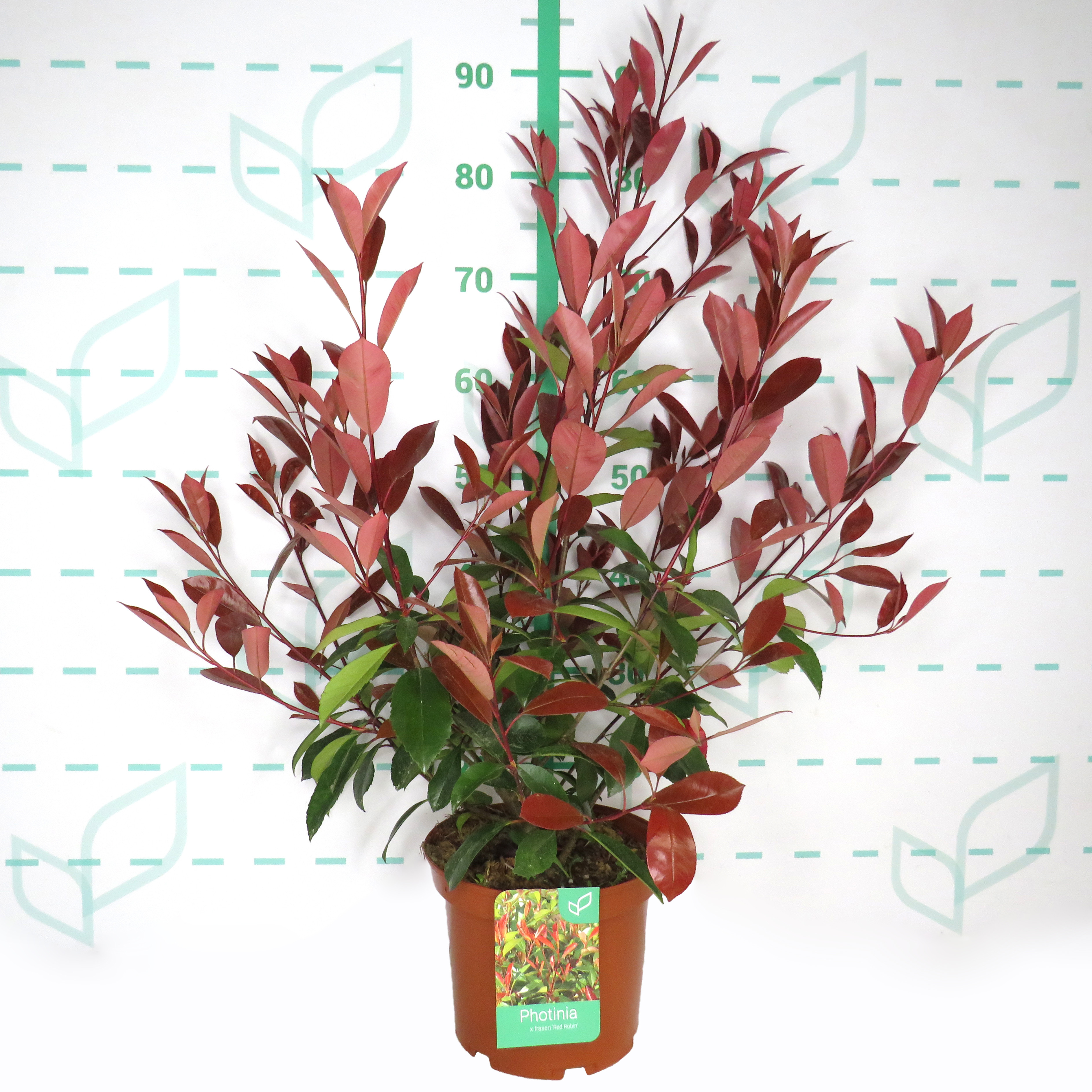 Photinia x fraseri "Red Robin" 5L 55/65