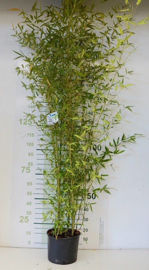 N. 2 PIANTE DI BAMBU' "phyllostachys Aurea " Altezza 160/180 Cm In Vaso 24 Cm - Foto 3