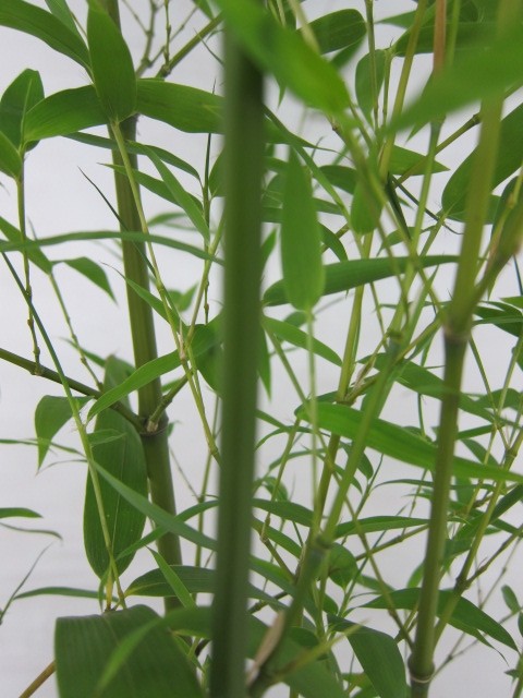 Phyllostachys aurea 50L 10-14 300/400