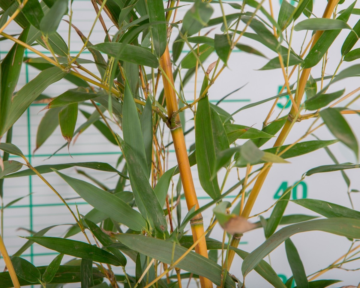 Phyllostachys aureosulcata "Aureocaulis" 10L 4- 6 150/200
