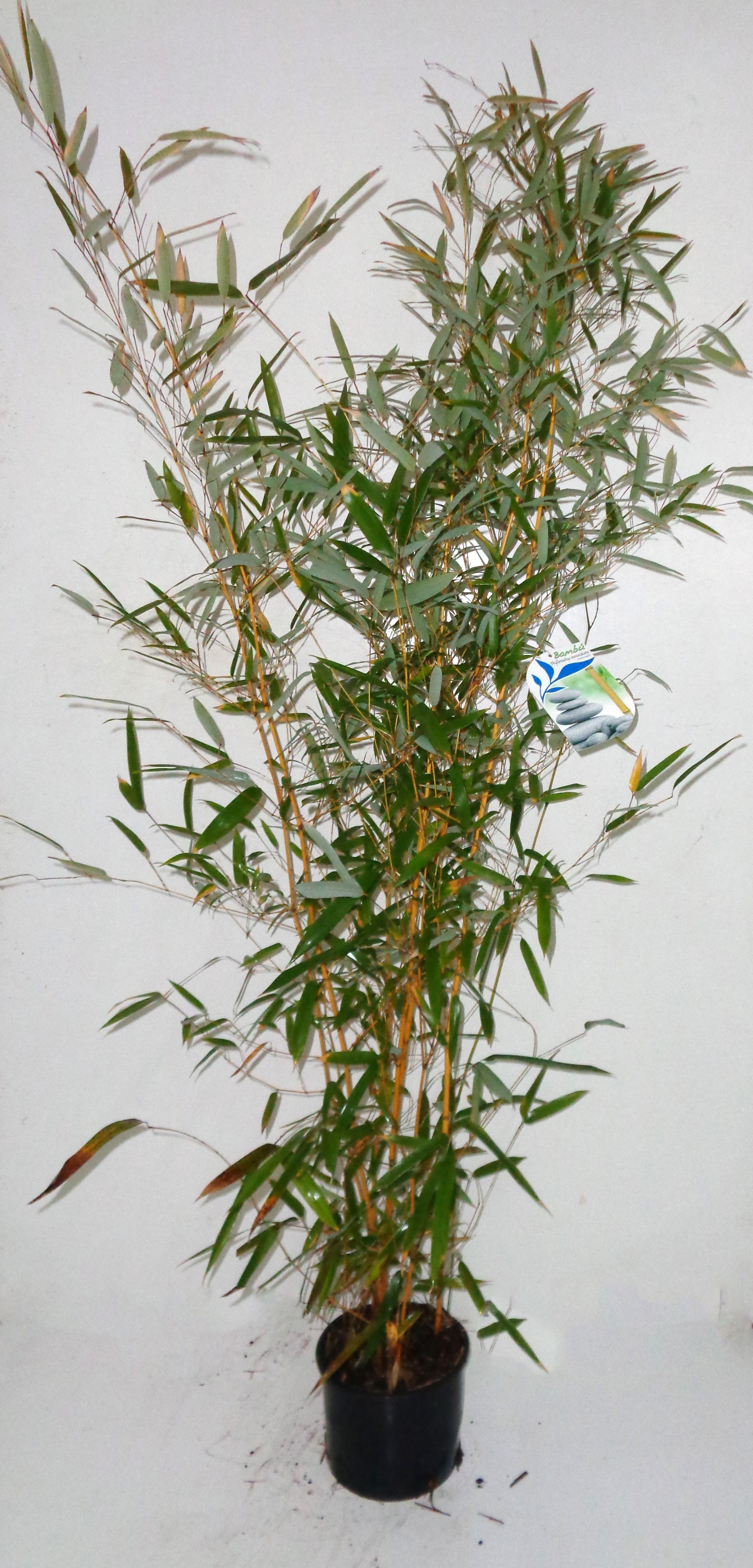 Phyllostachys aureosulcata "Aureocaulis" 5L 3-4 200/250