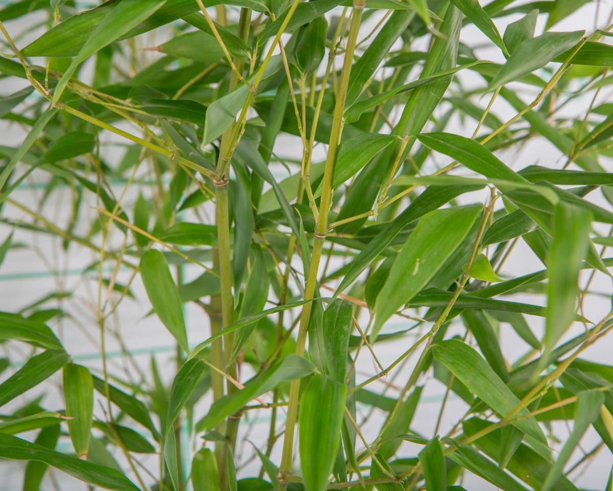 Phyllostachys aureosulcata "Aureocaulis" 35L 10-15 300/350