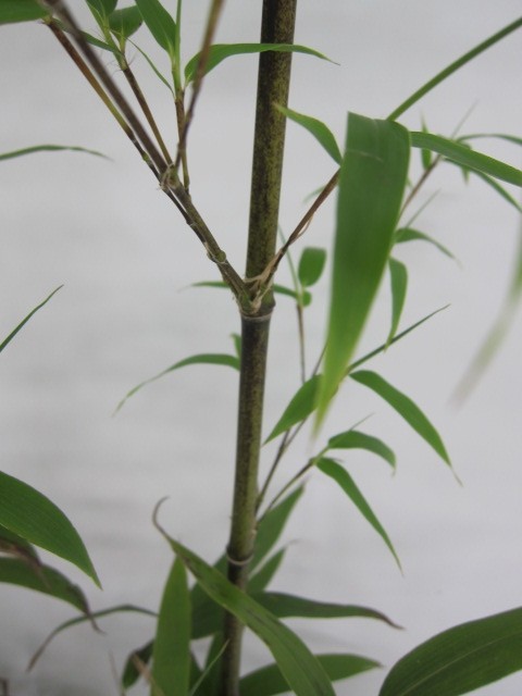 Phyllostachys nigra 10L 4-6 180/200