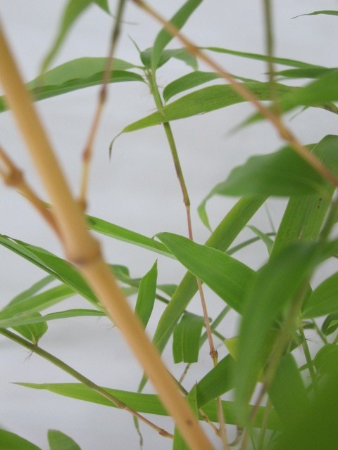 Phyllostachys vivax "Aureocaulis" 50L 6-8 350/450