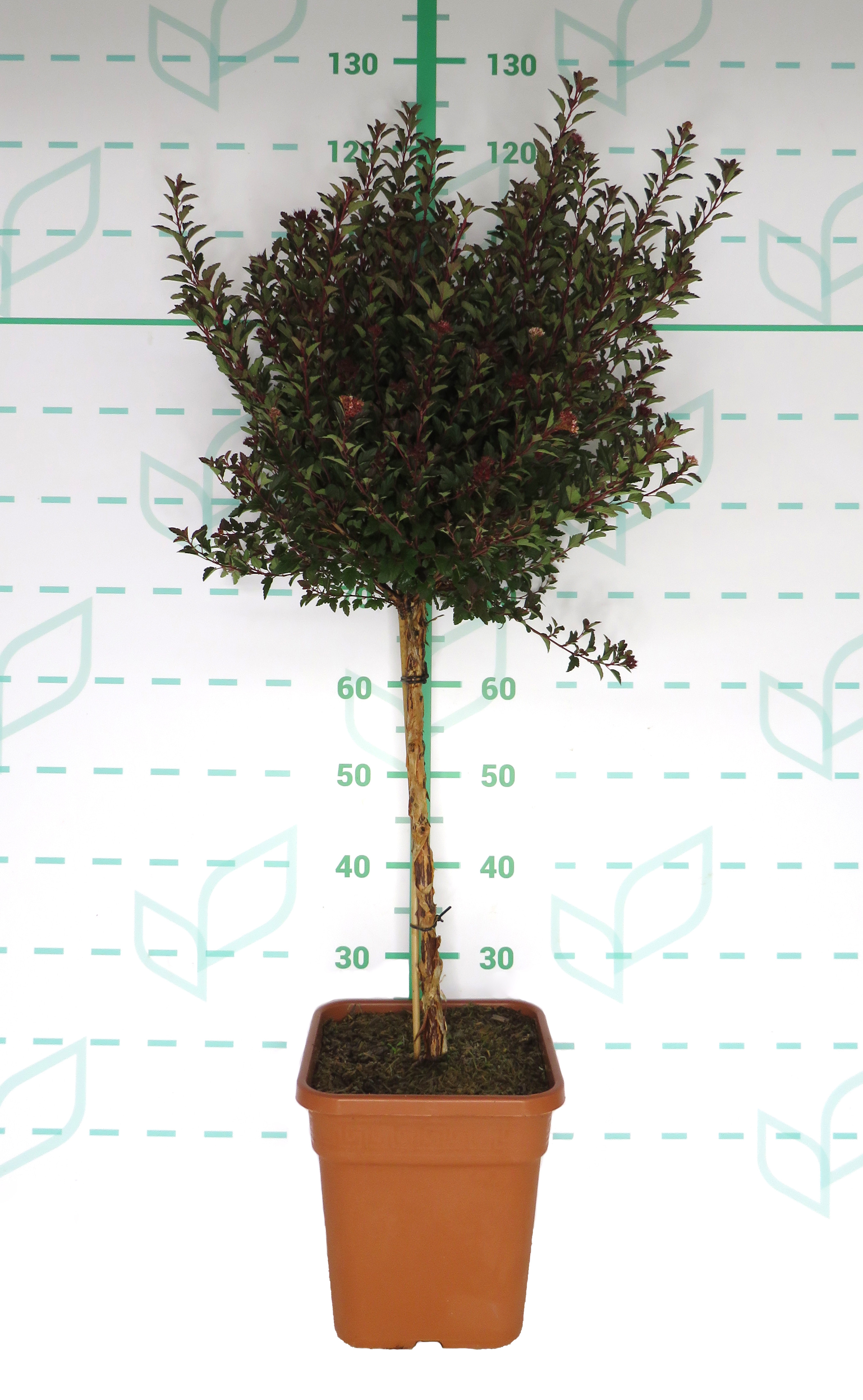 Physocarpus "Little Devil" 11L Cuadrada Ht 50 80/100