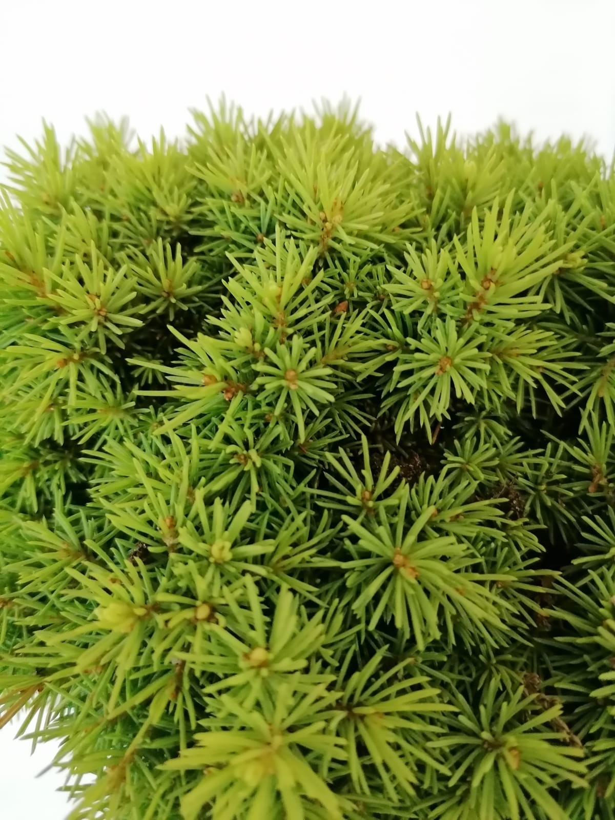 Picea glauca "Alberta Globe" 2L 20/25
