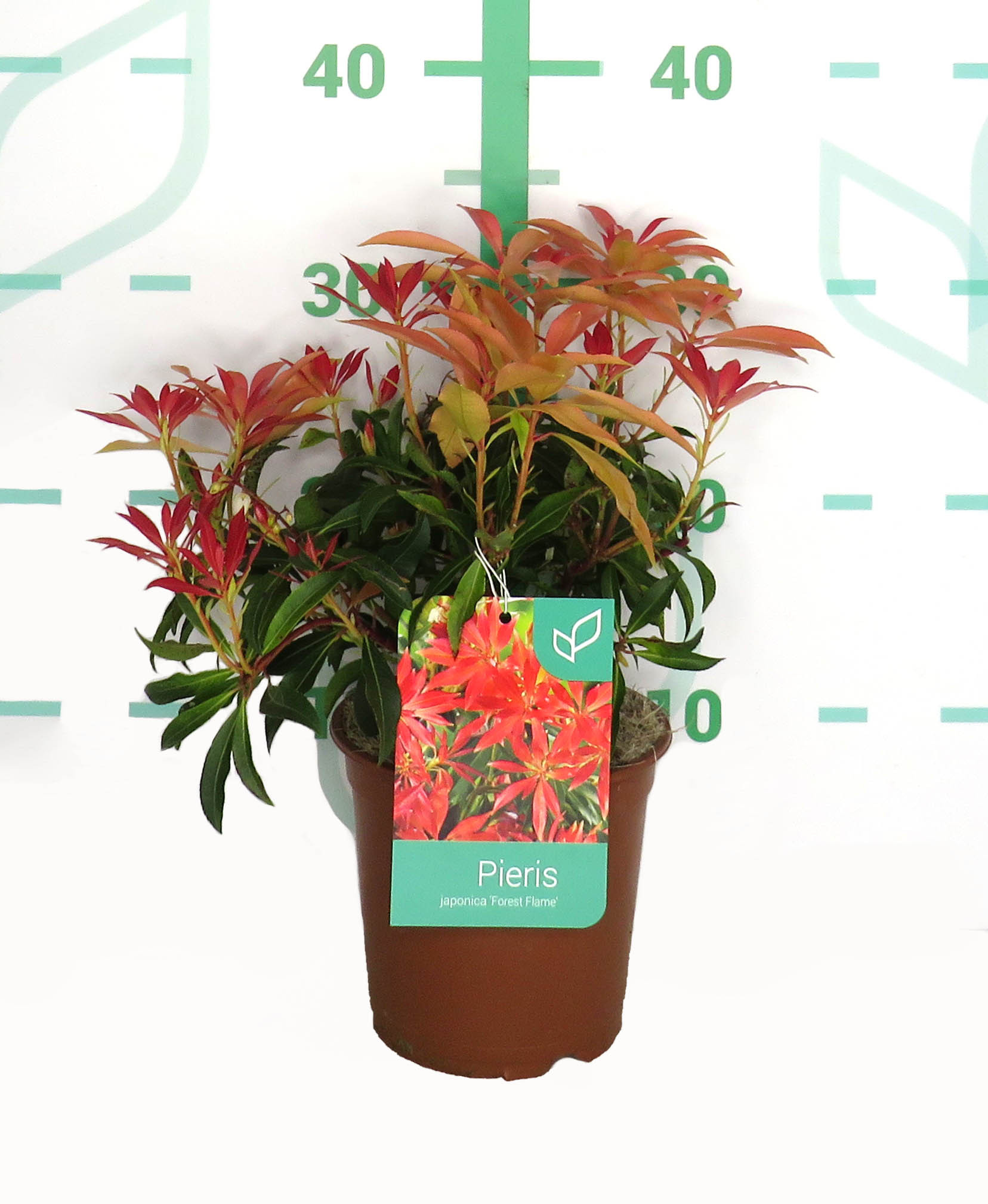 Pieris japonica 1.5L 20/30 