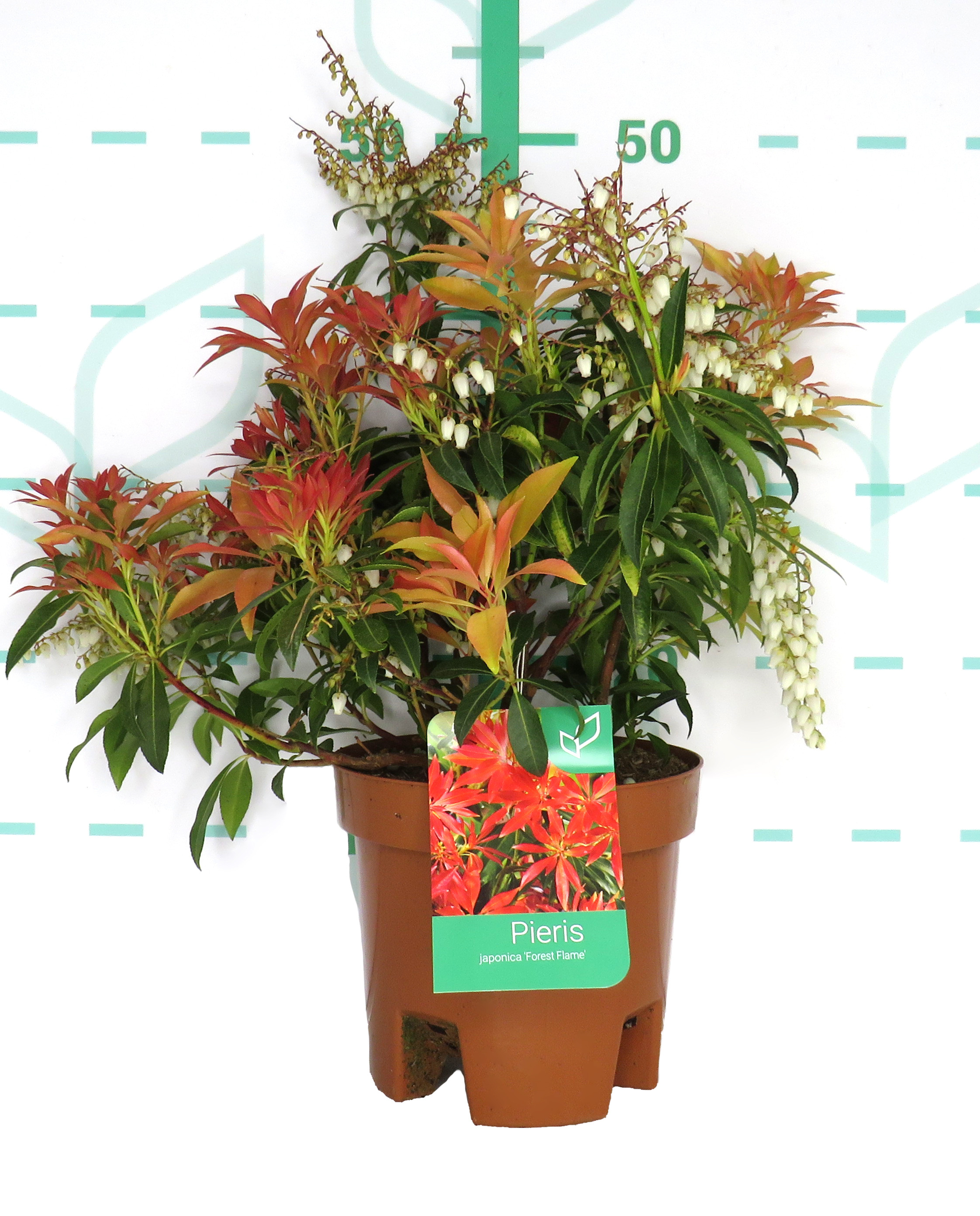 Pieris japonica 3L 25/35