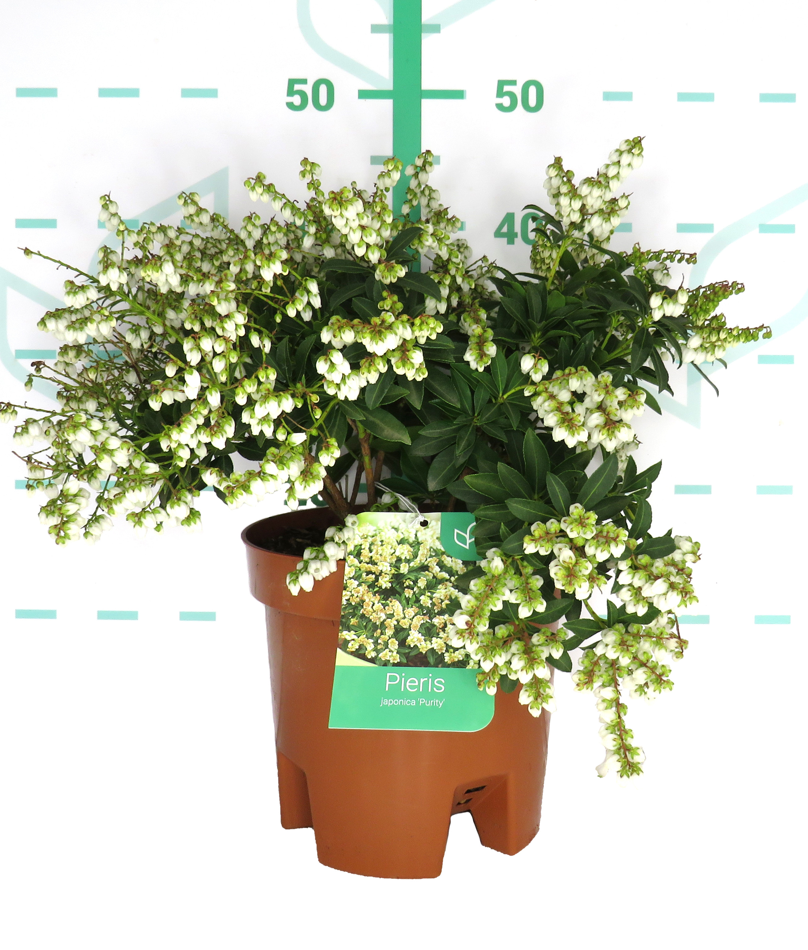 Pieris japonica 5L 35/45 