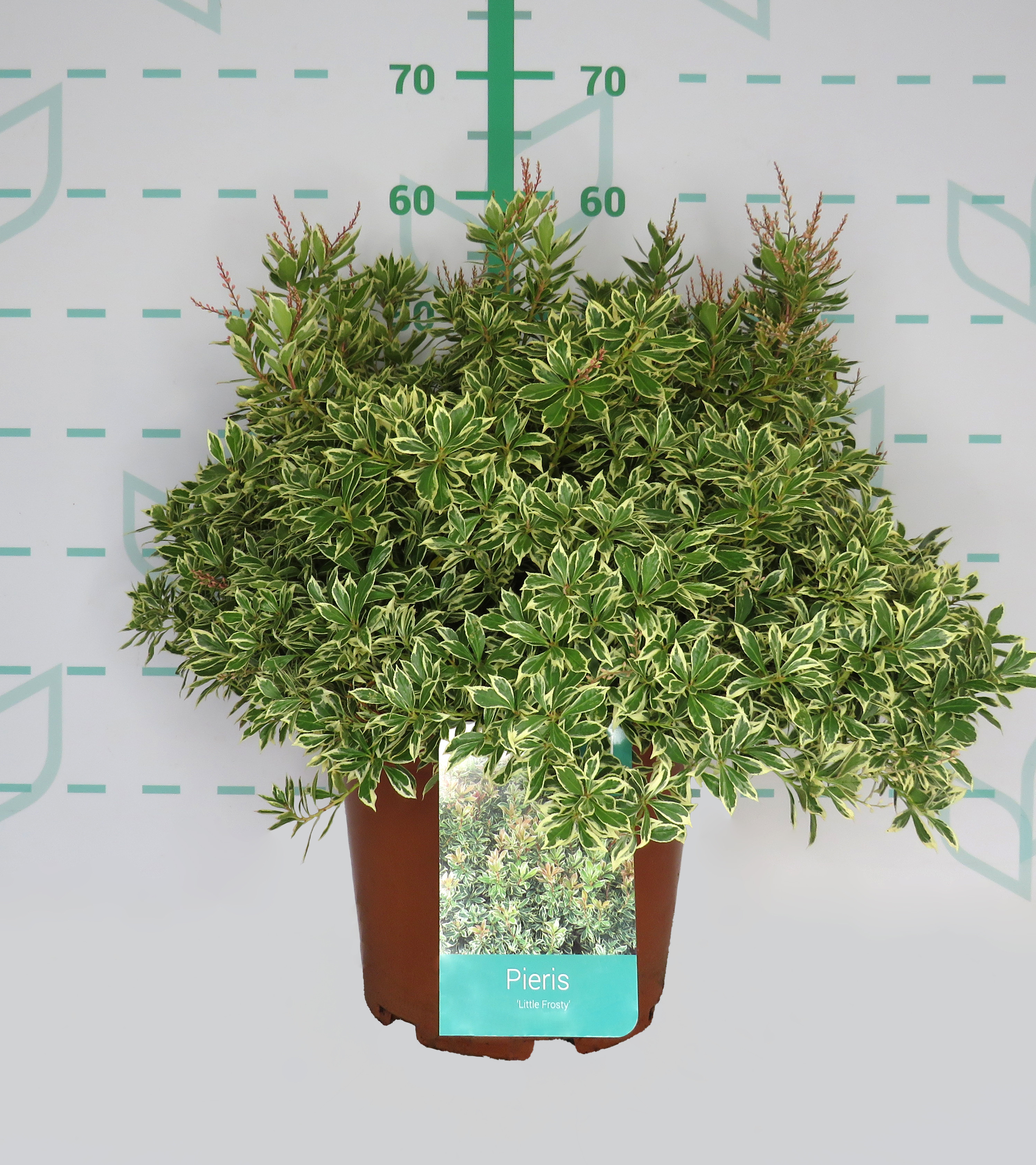Pieris japonica "Little Frosty" ® 10L 30/40