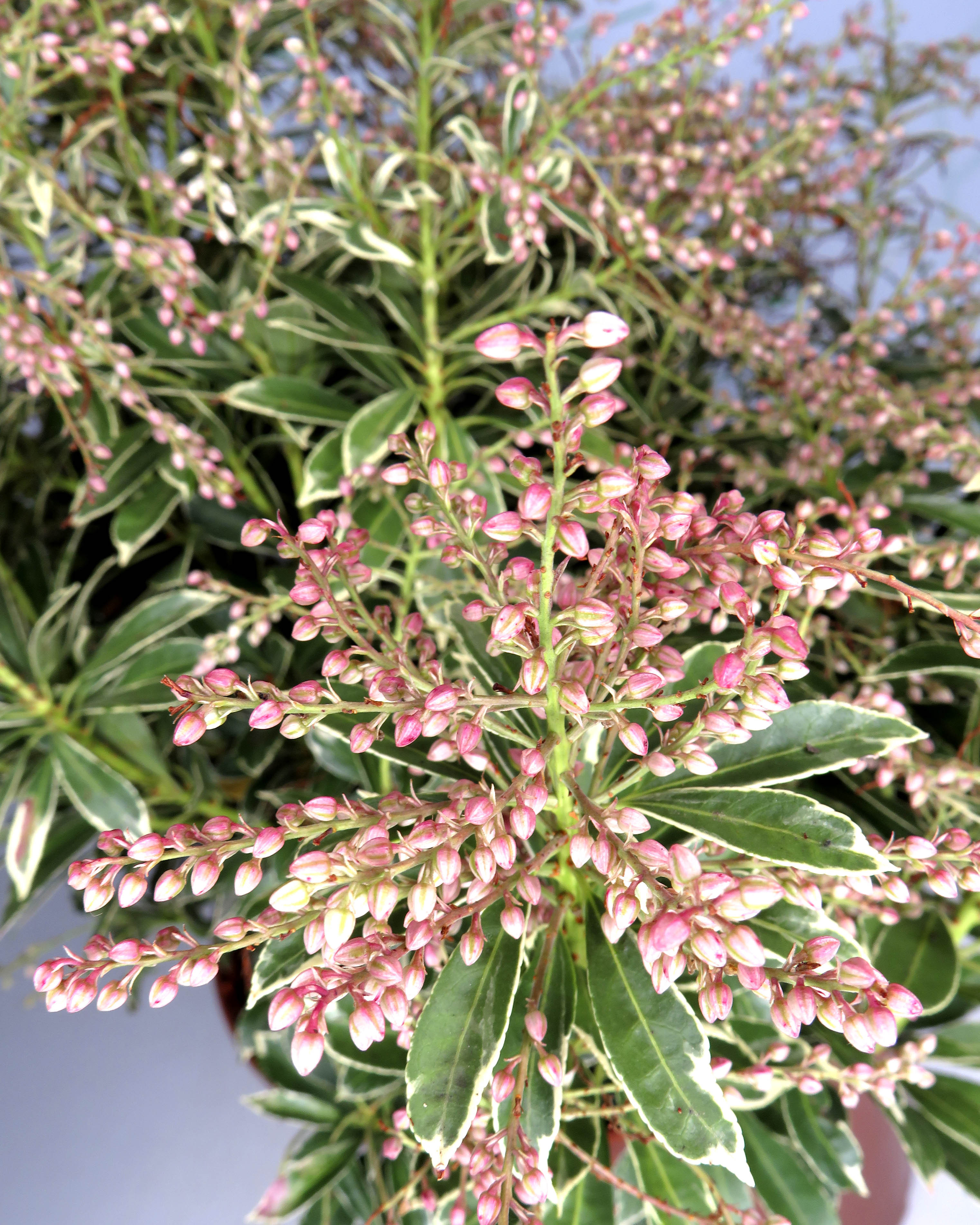 Pieris japonica "Polar Passion" ® 10L 30/40