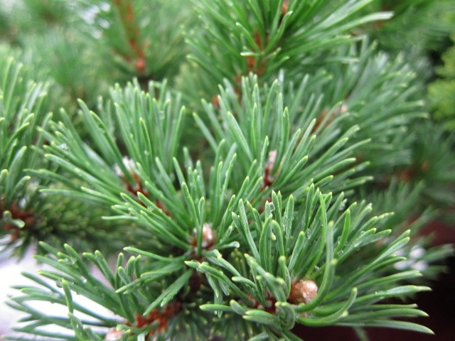 Pinus mugo "Mughus " 5L 30/40