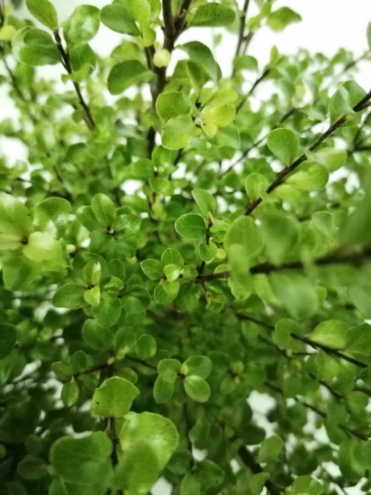 Pittosporum tenuifolium "Cratus" ® 2L