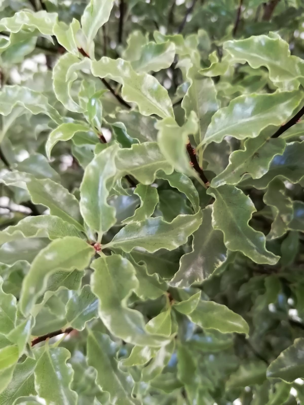 Pittosporum tenuifolium "Penmarch" 10L 60/70
